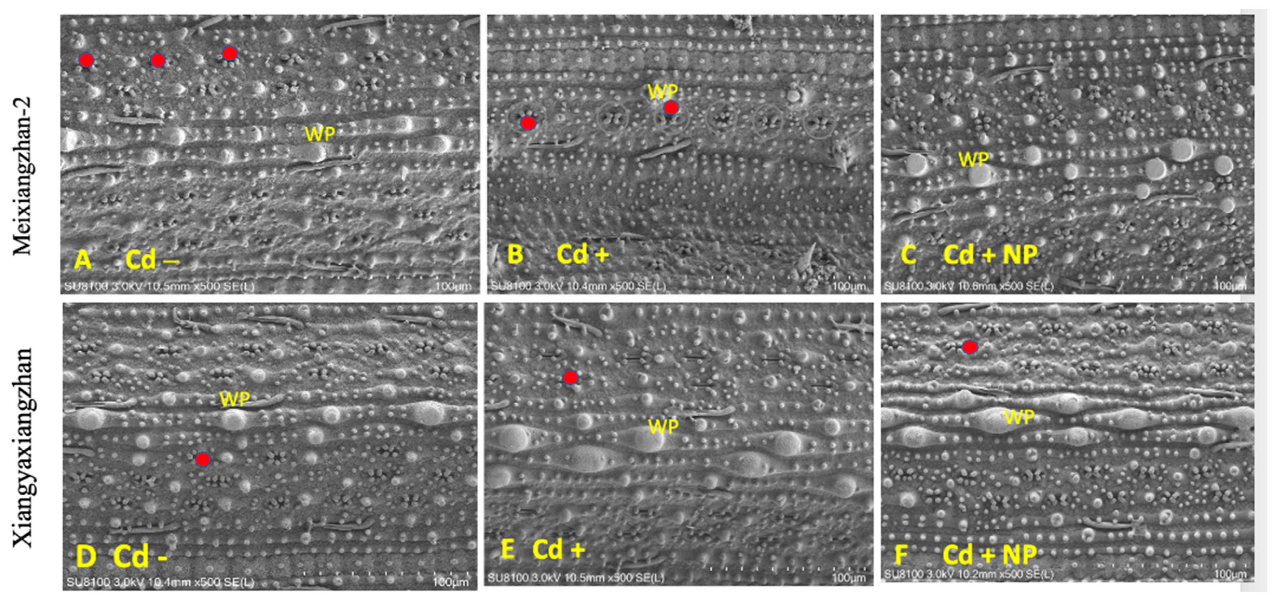 Metabolites 13 00765 g004 Metabolites 13 00765 g004