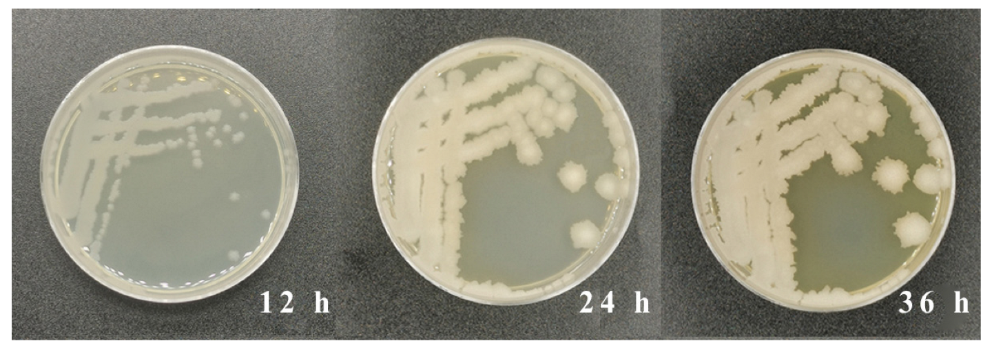 AFB1 Microbial Degradation by Bacillus subtilis WJ6 and Its