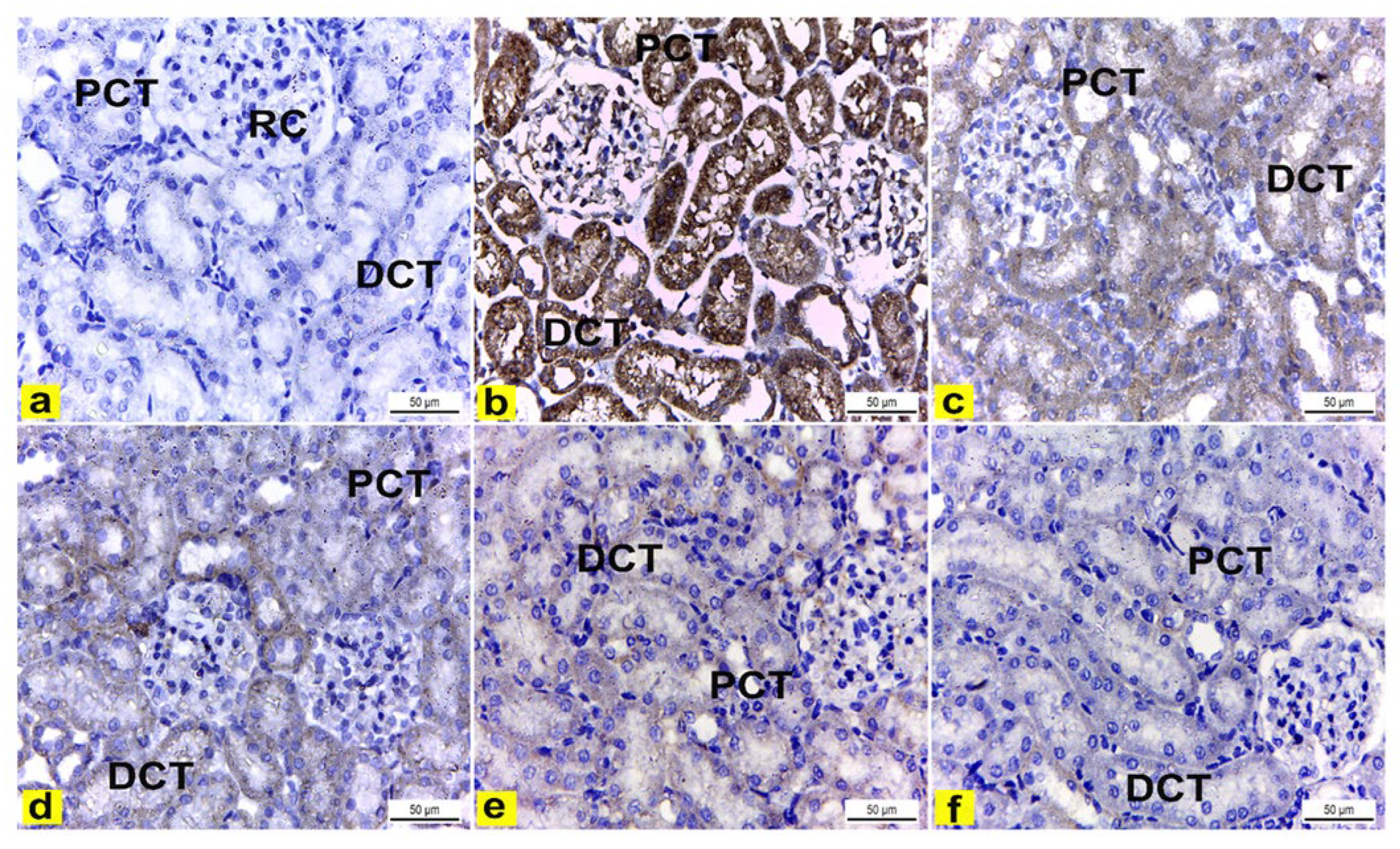 Metabolites 13 00786 g008
