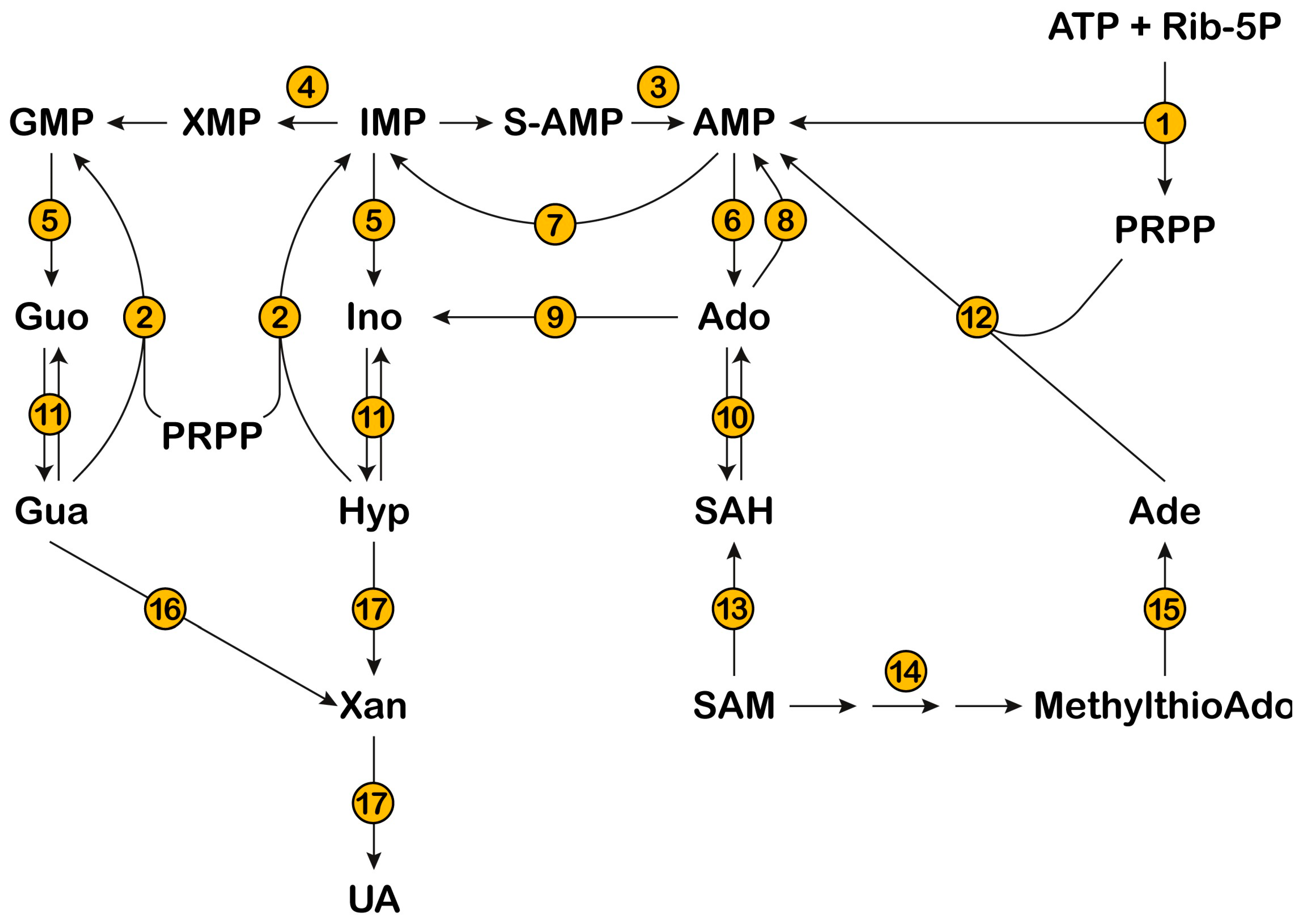 Metabolites 13 00787 g001