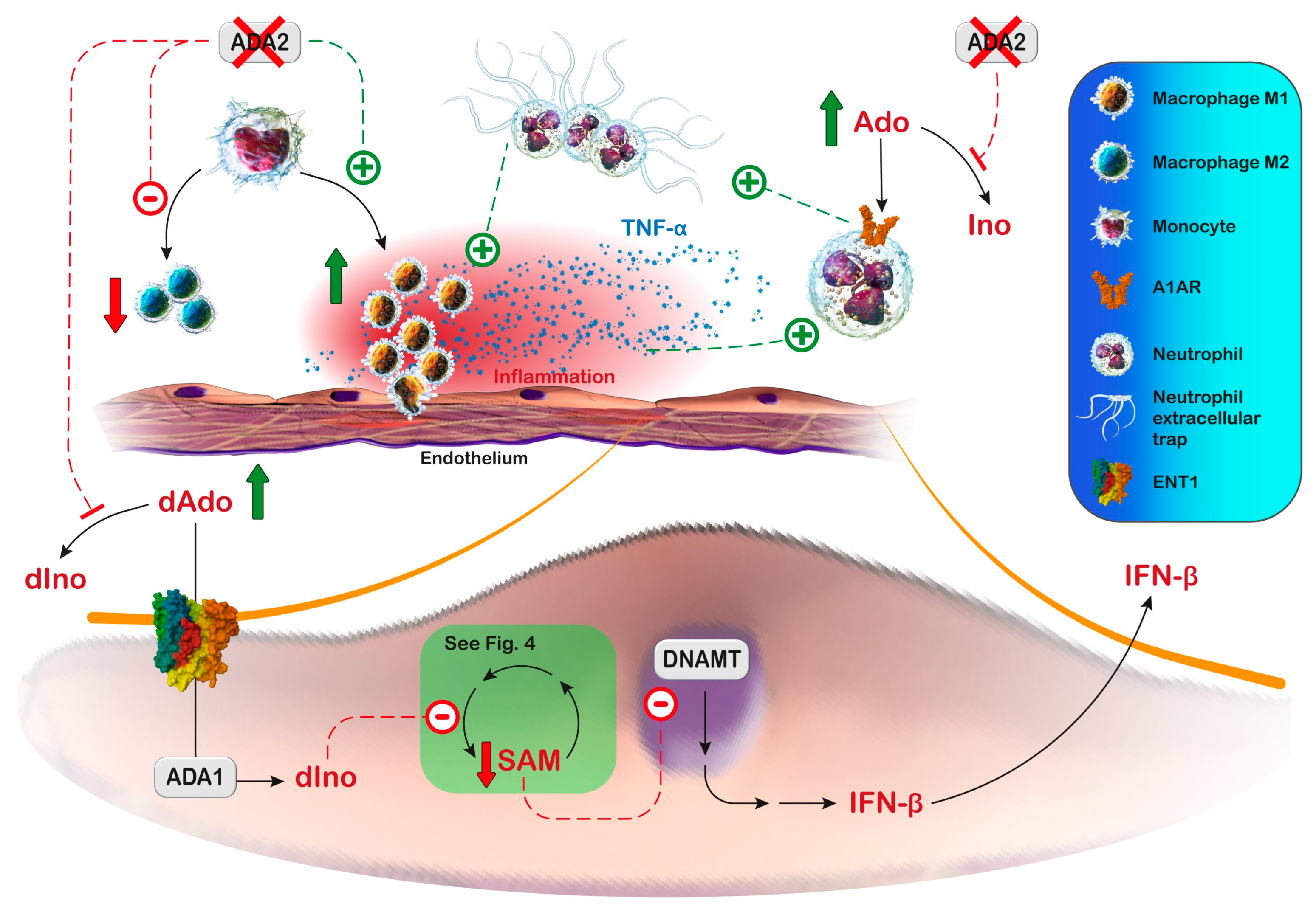 Metabolites 13 00787 g005