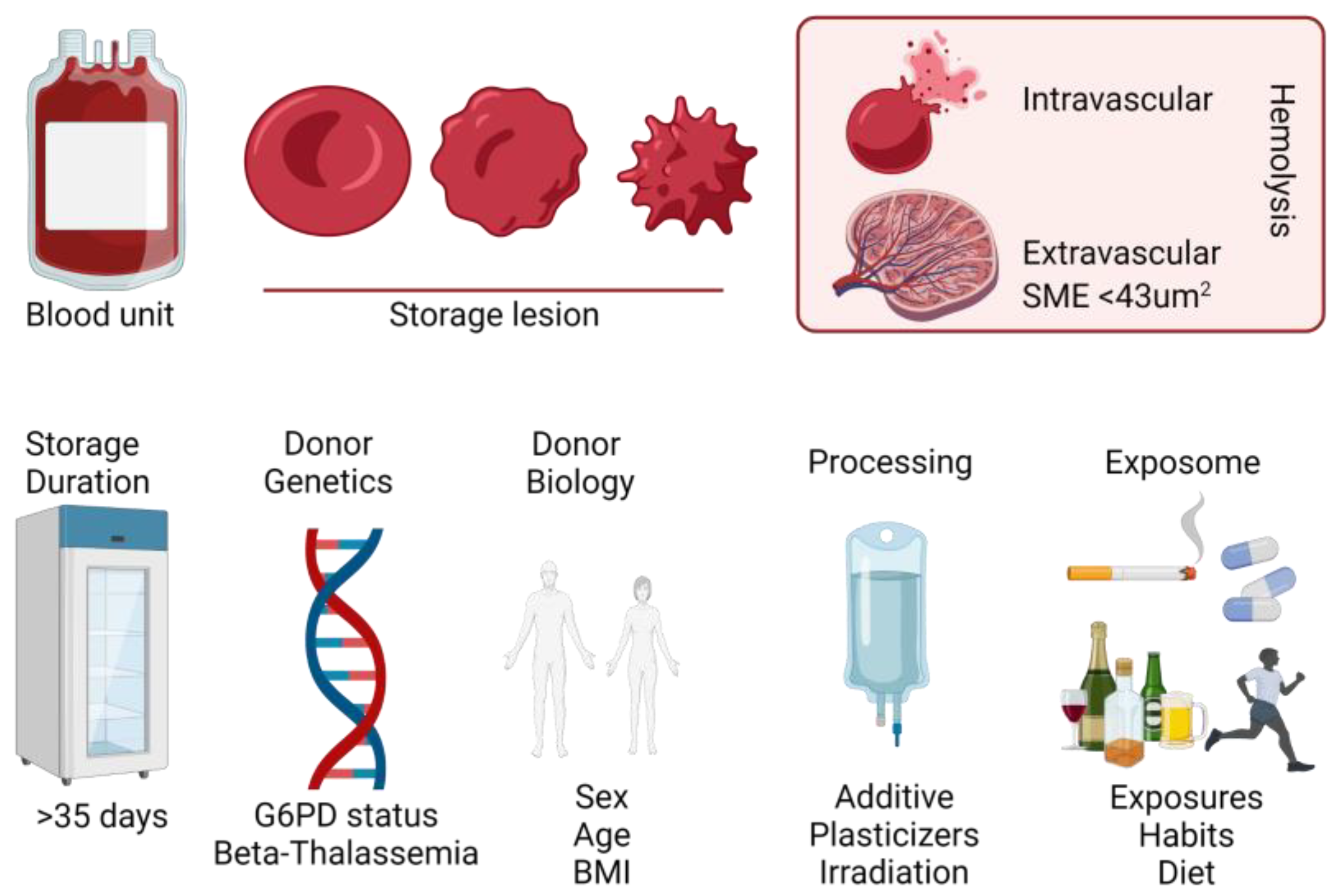 Internal Rbc Near End Of Life Metabolites | Free Full-Text | Red Blood Cell Metabolism In Vivo and In