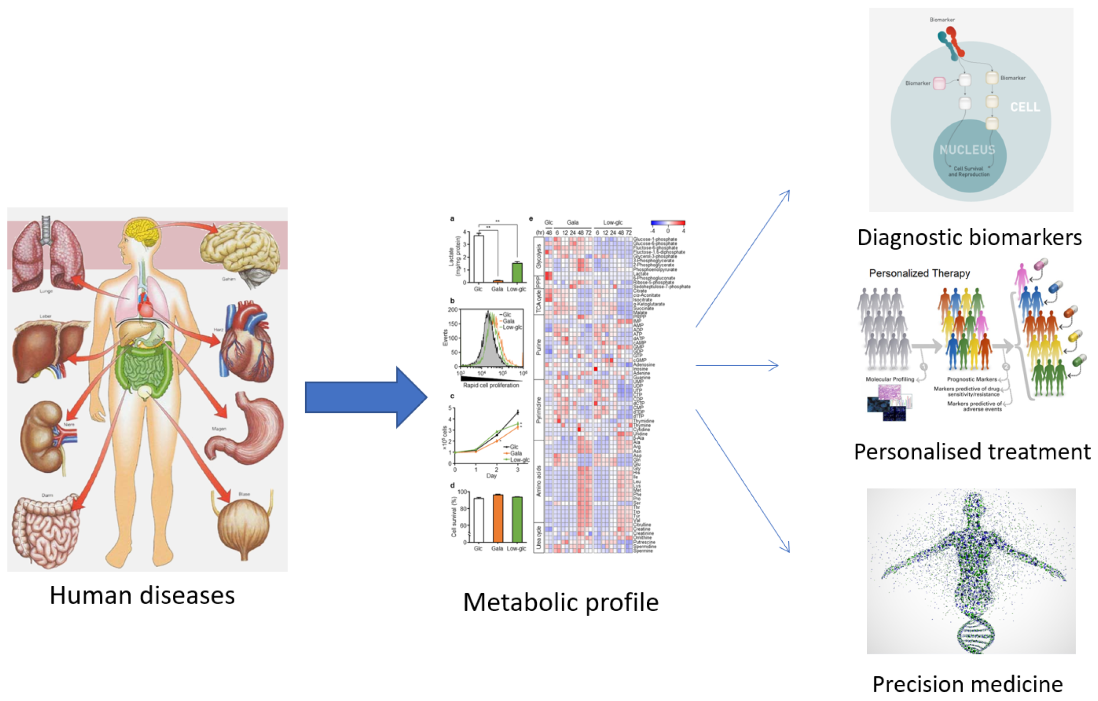 Metabolite Toxicity as a Driver of Aging and Disease — THE HUGHES LAB