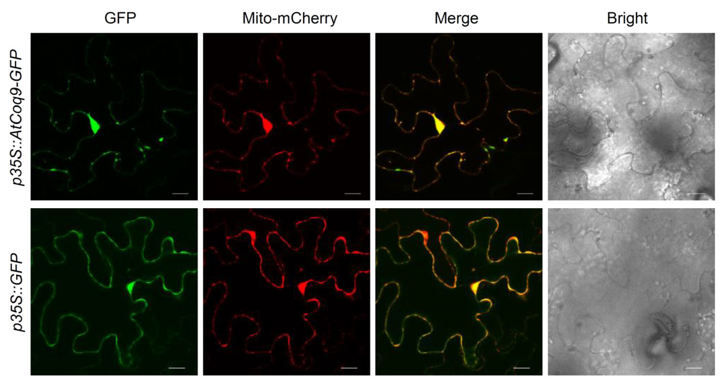 Metabolites 13 00813 g003