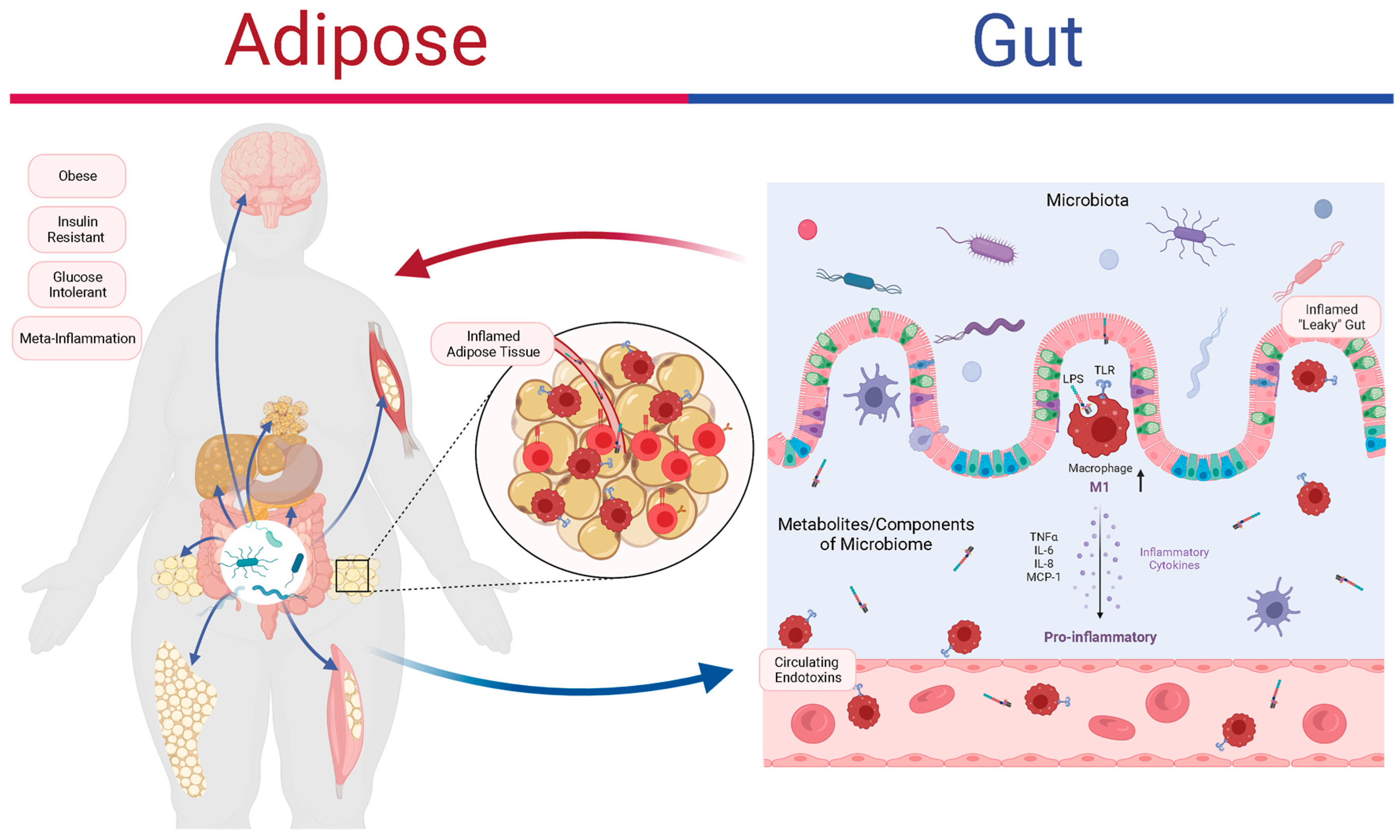 Metabolites 13 00821 g001 Metabolites 13 00821 g001