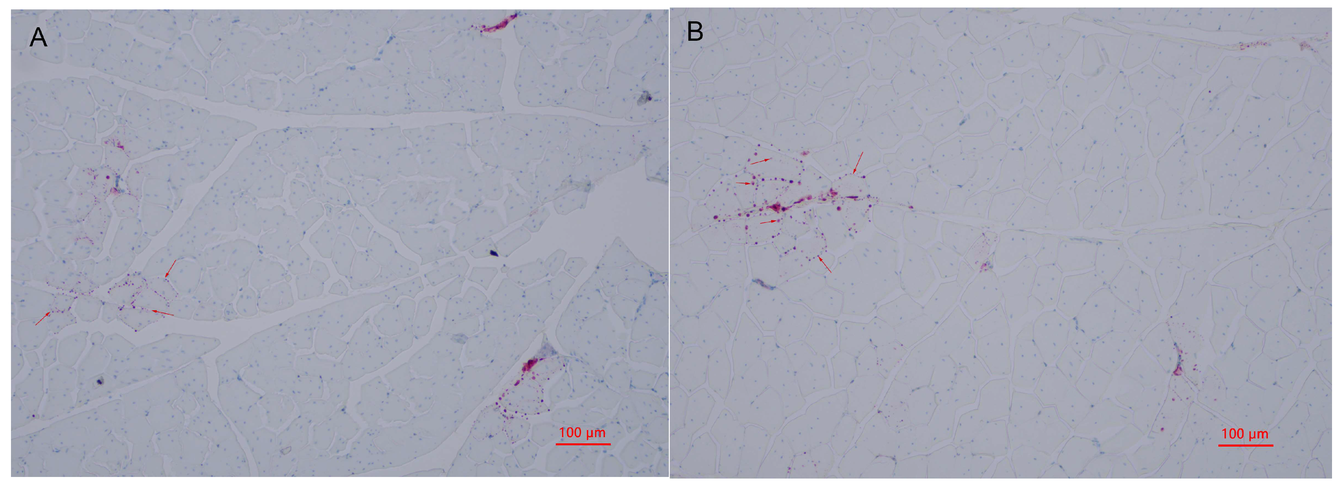 Metabolites 13 00840 g003 Metabolites 13 00840 g003
