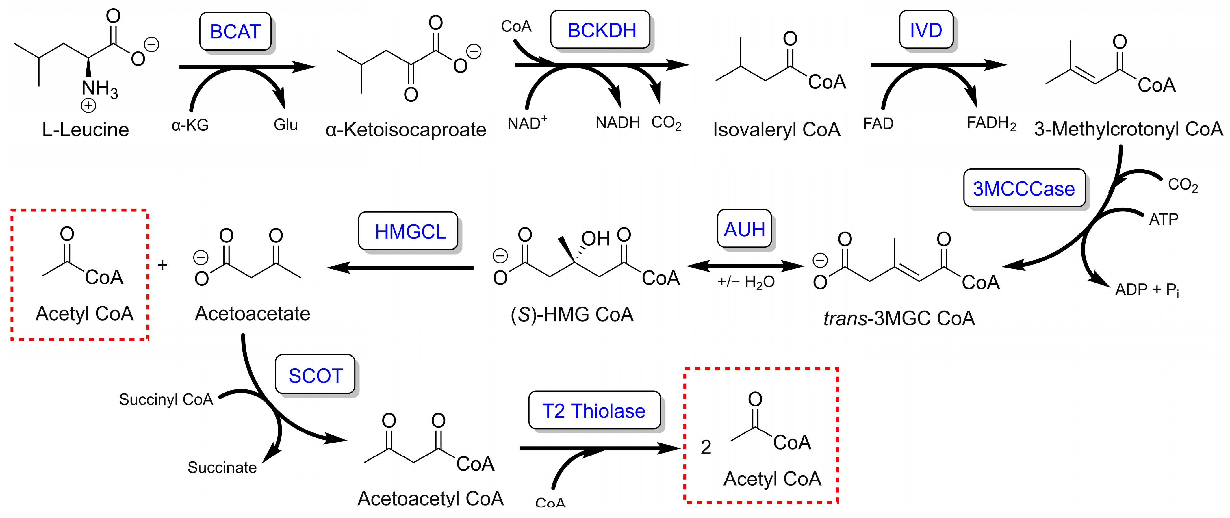 Metabolites 13 00862 g001