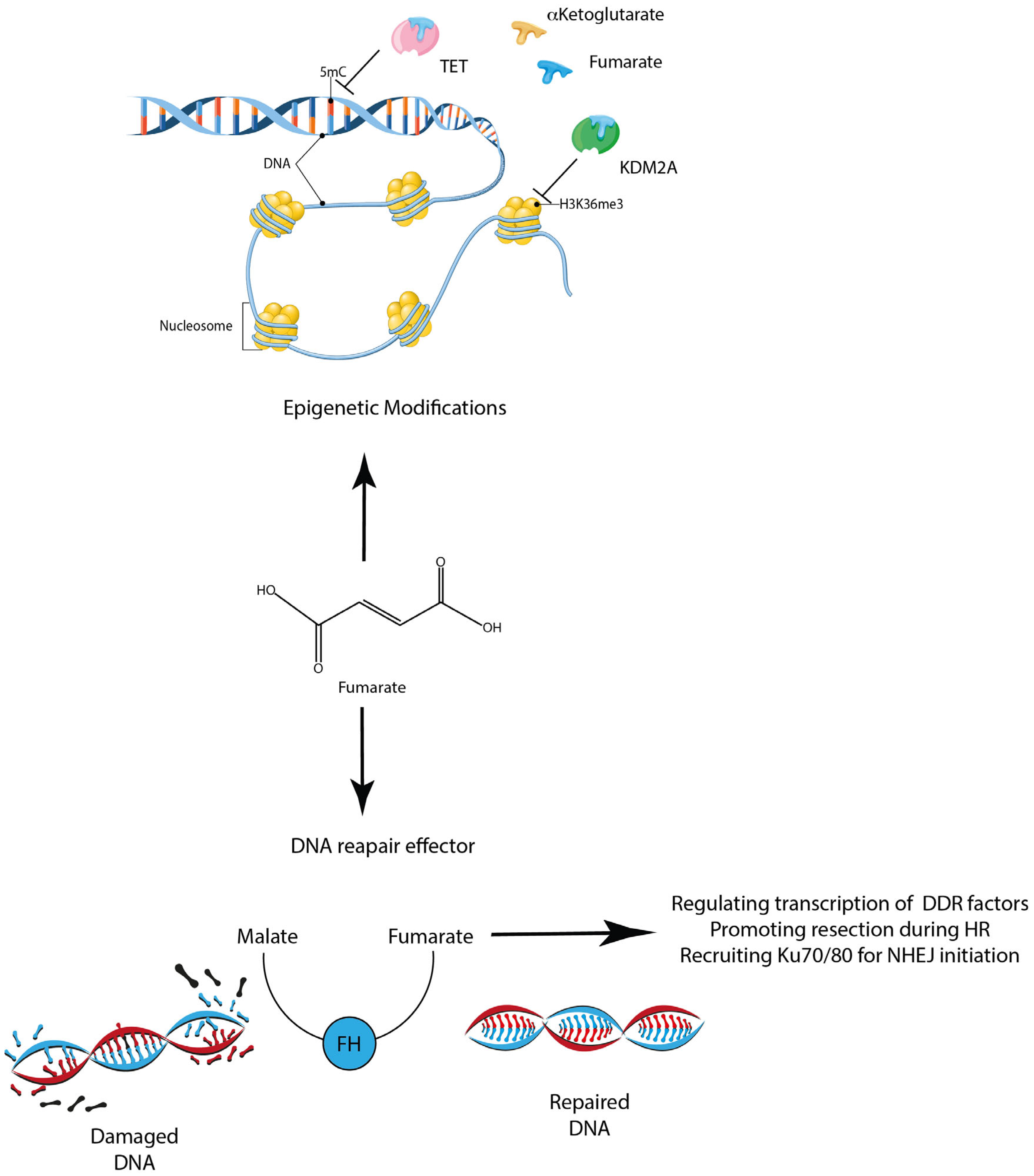 Metabolites 13 00880 g003 Metabolites 13 00880 g003