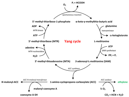 Biosynthetic Pathways of Hormones in Plants