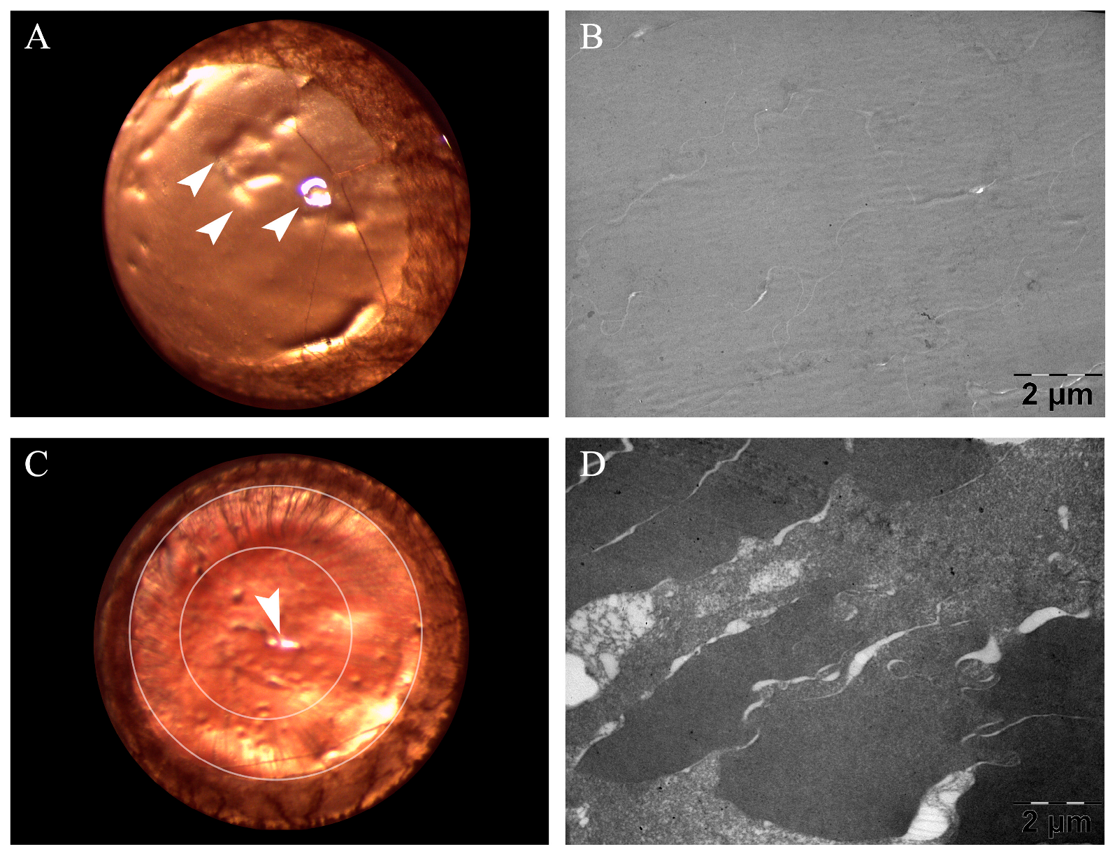 Metabolites 13 00955 g002
