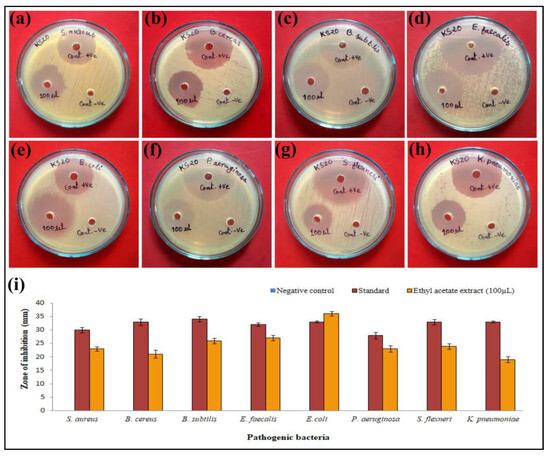 Unveiling the Pharmacological Significance of Marine Streptomyces ...