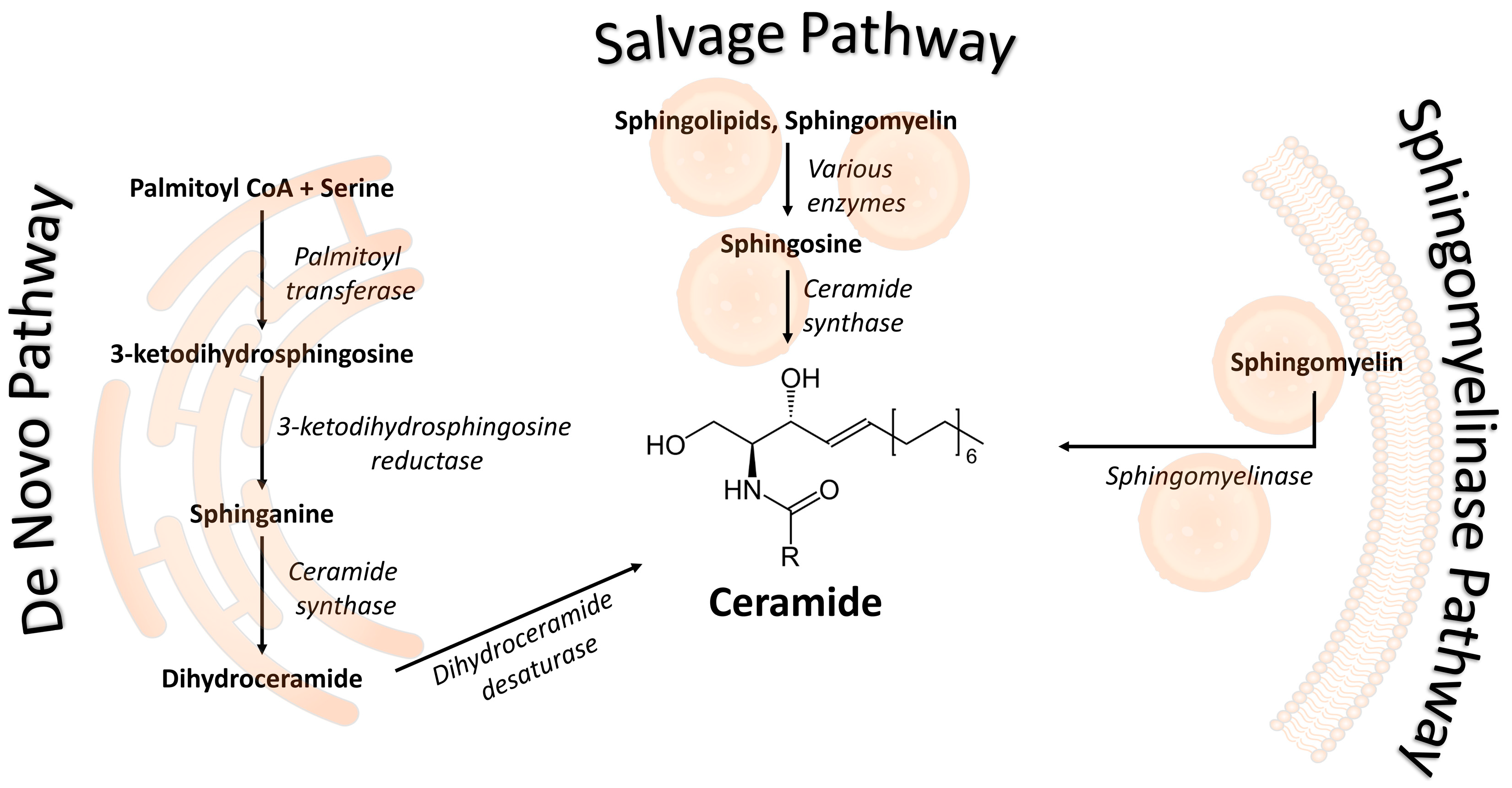 Metabolites 13 01136 g001