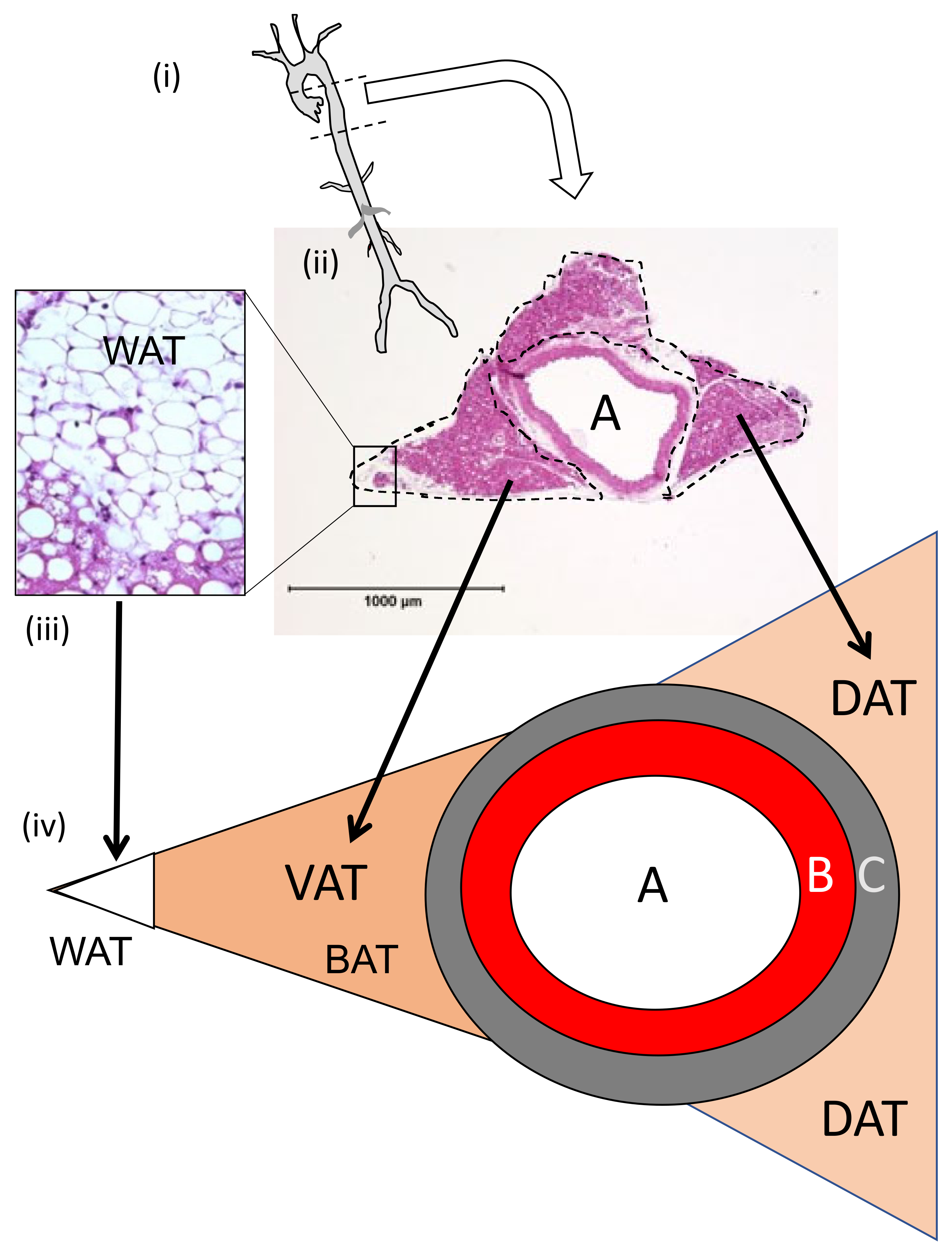 Metabolites 13 01172 sch001 Metabolites 13 01172 sch001