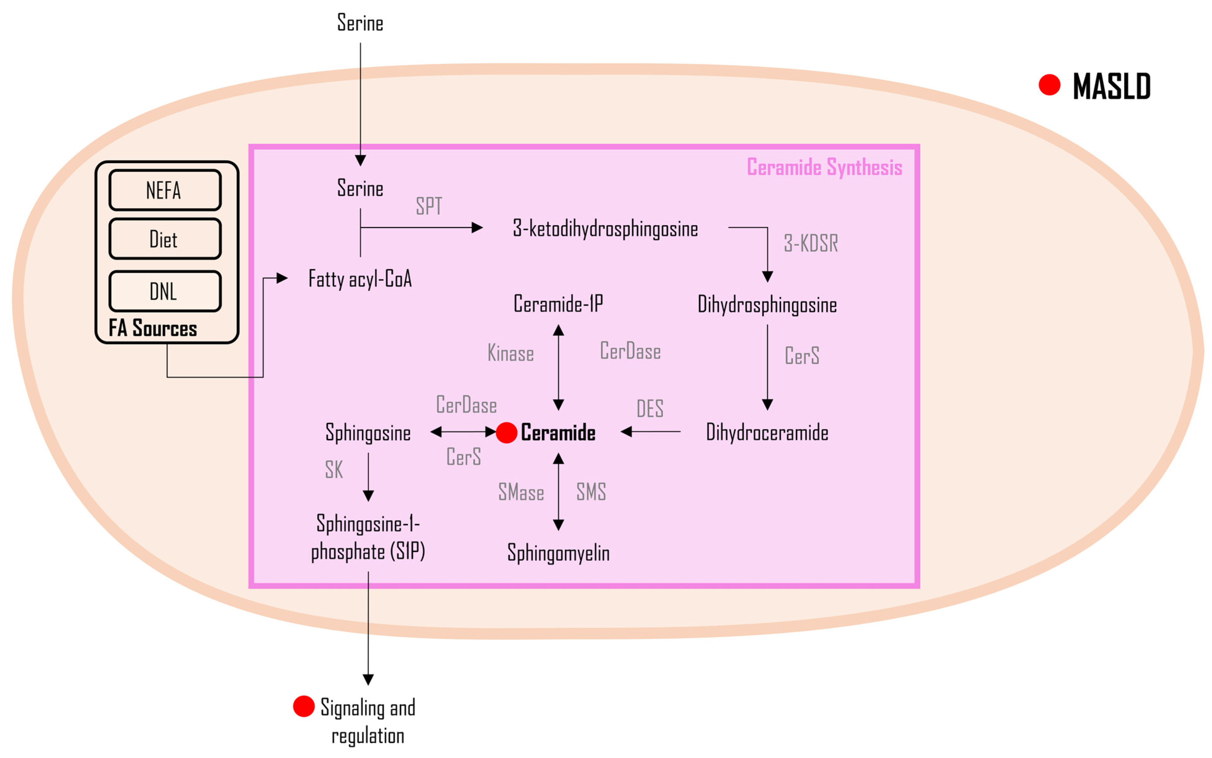 Metabolites 14 00012 g004