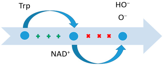 The Role of Amino Acids in Non-Enzymatic Antioxidant