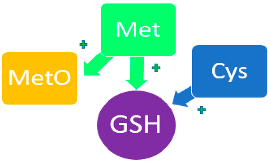 The Role of Amino Acids in Non-Enzymatic Antioxidant