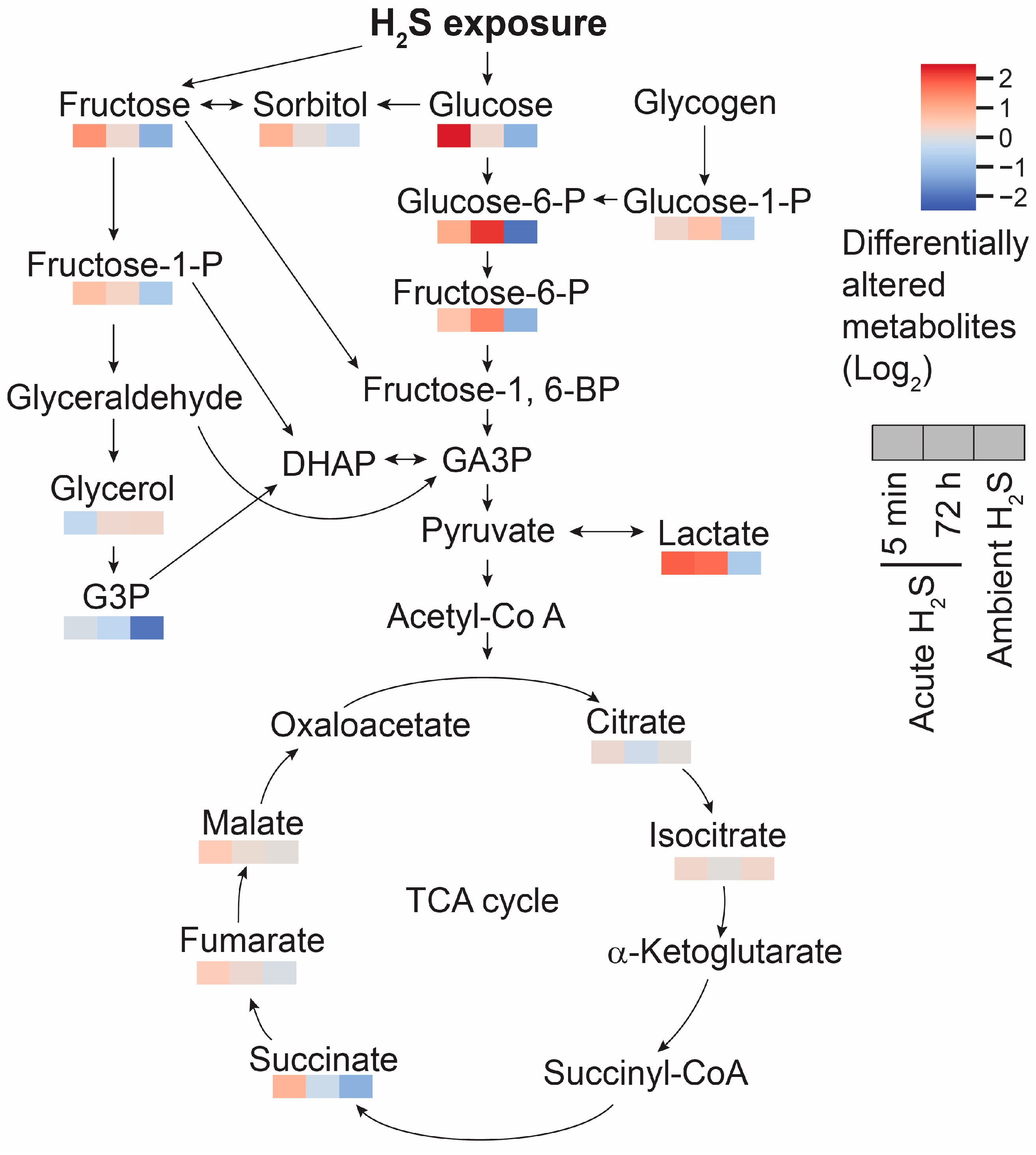 Metabolites 14 00053 g012