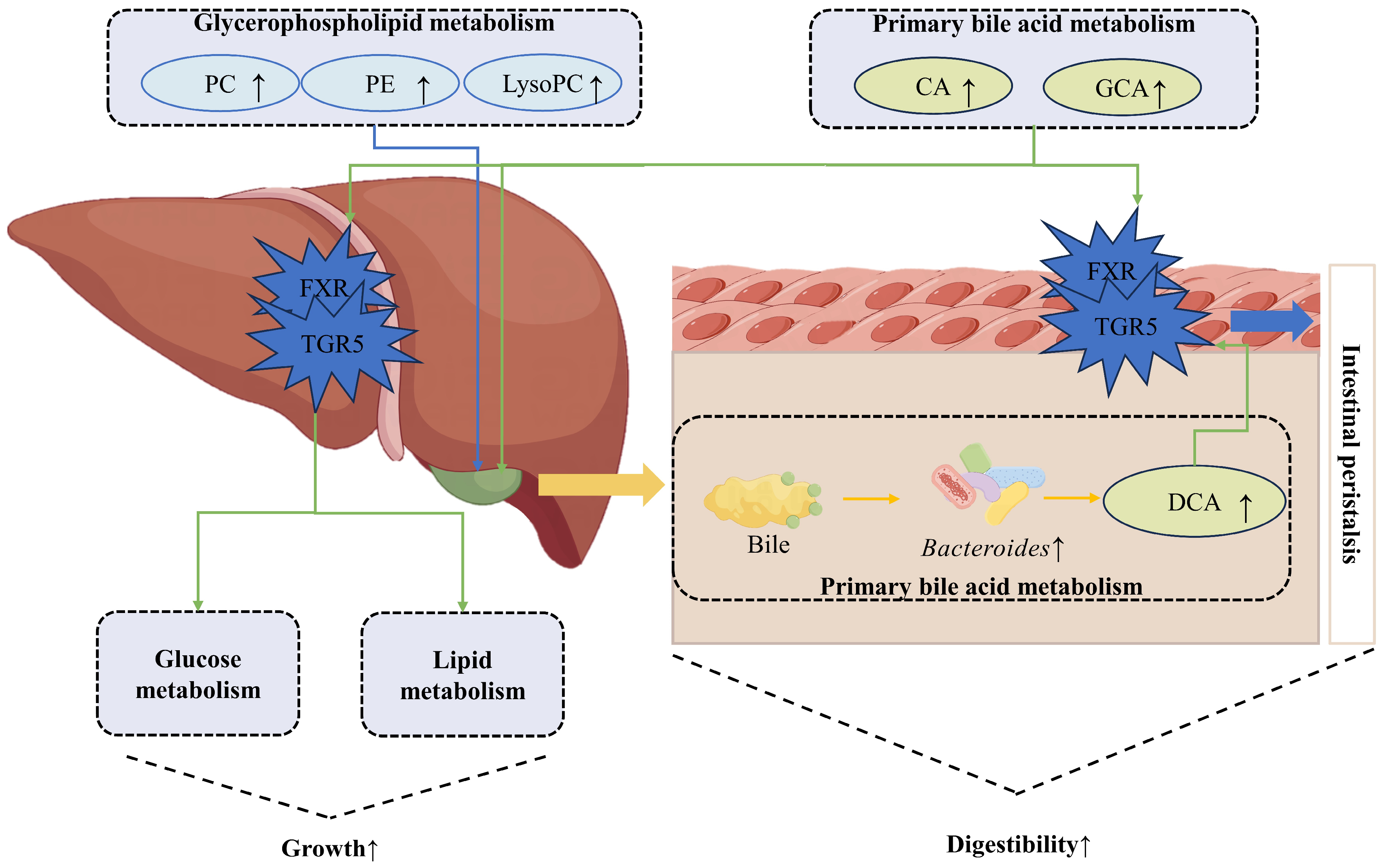 Metabolites 14 00058 g005