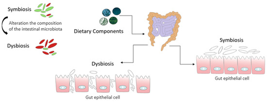 The Kidney–Gut Axis as a Novel Target for Nutritional