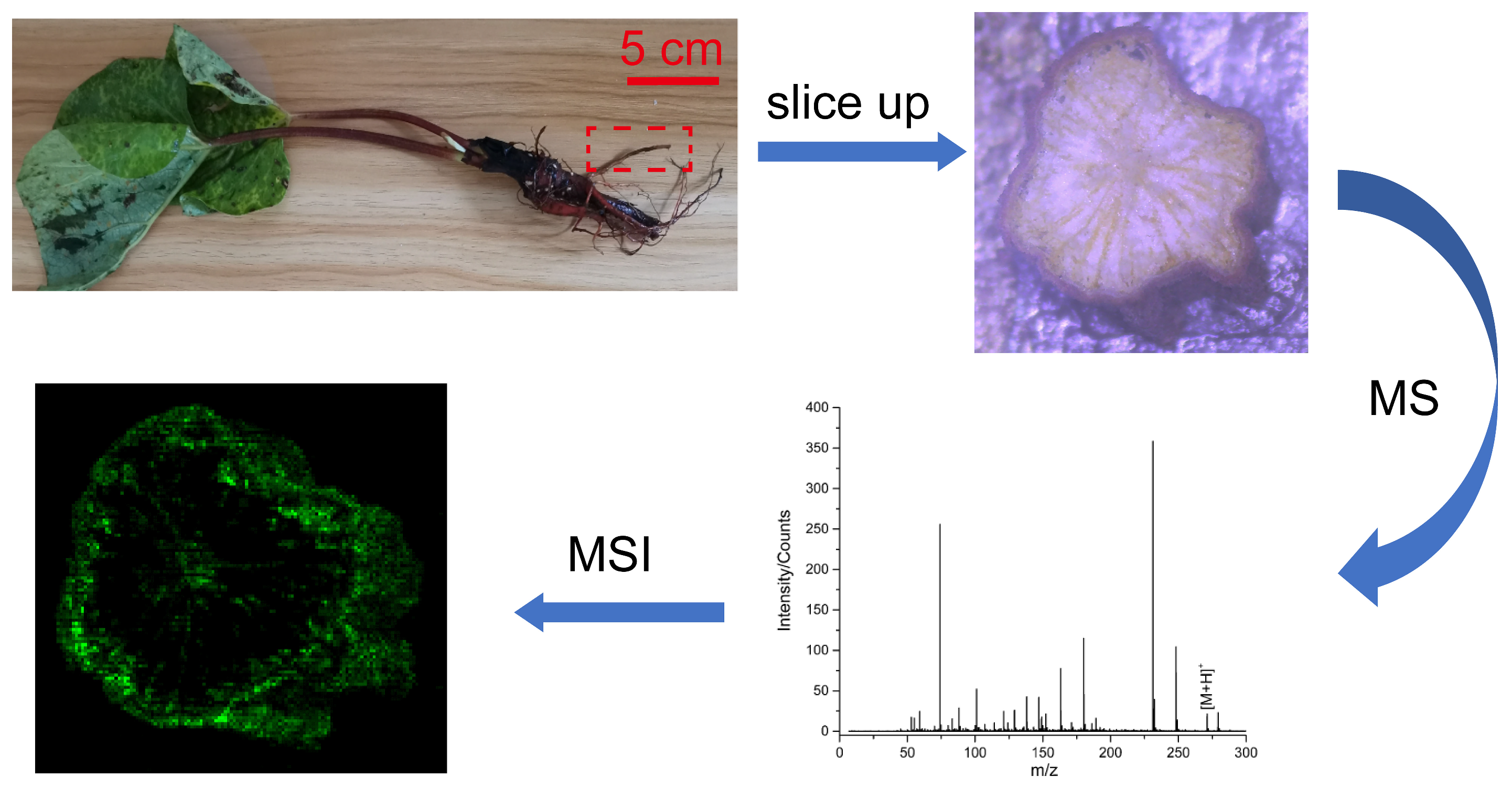 インダストリアル・ダイナミックス In-Situ Metabolic Profiling of Different Kinds of Rheum