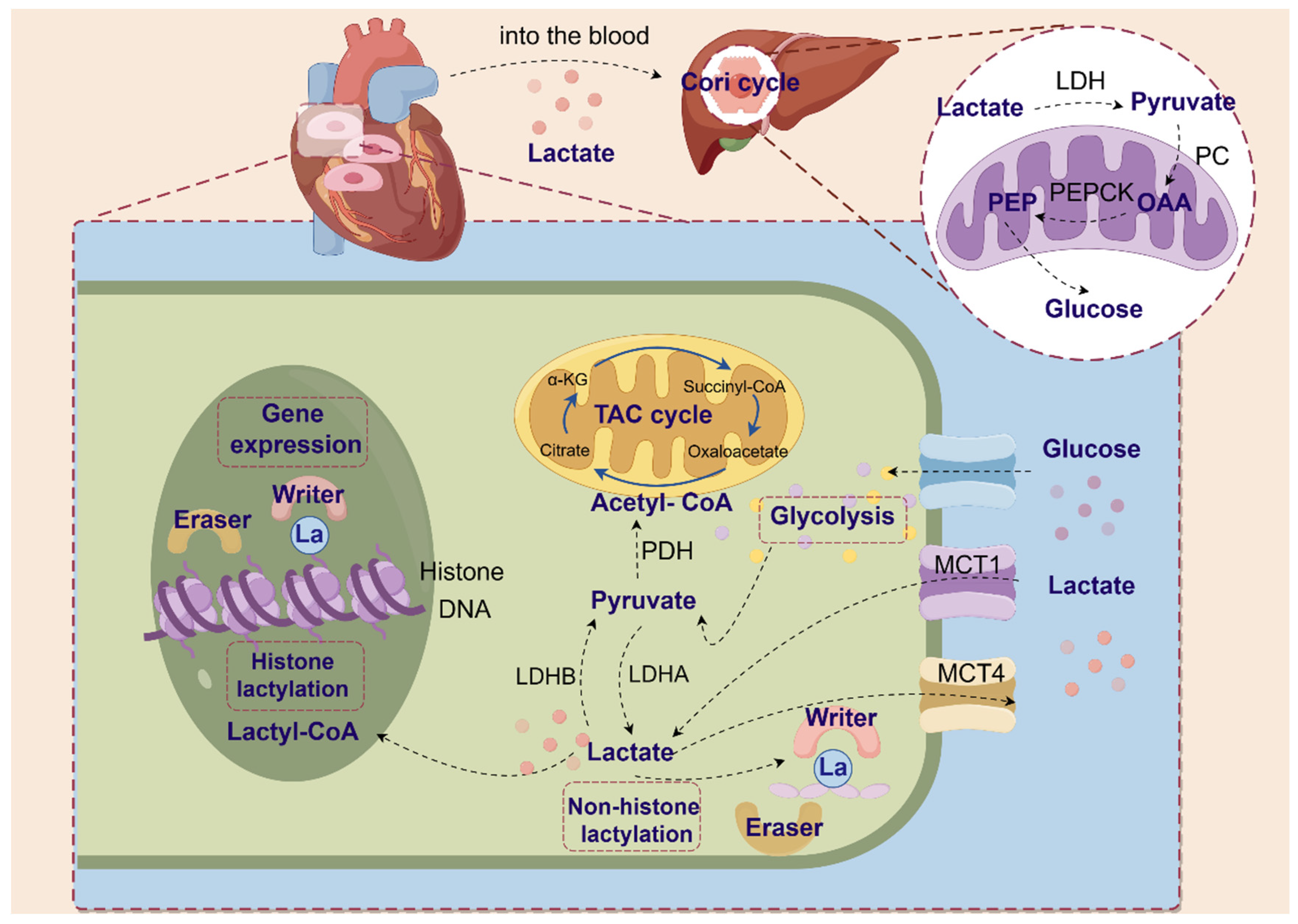 Lactylation Modification in Cardiometabolic Disorders