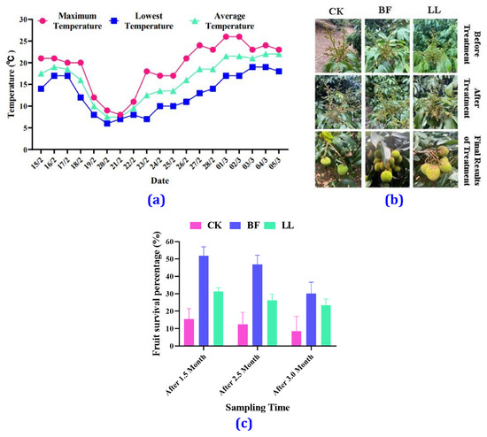 Cryoprotectant-Mediated Cold Stress Mitigation in Litchi