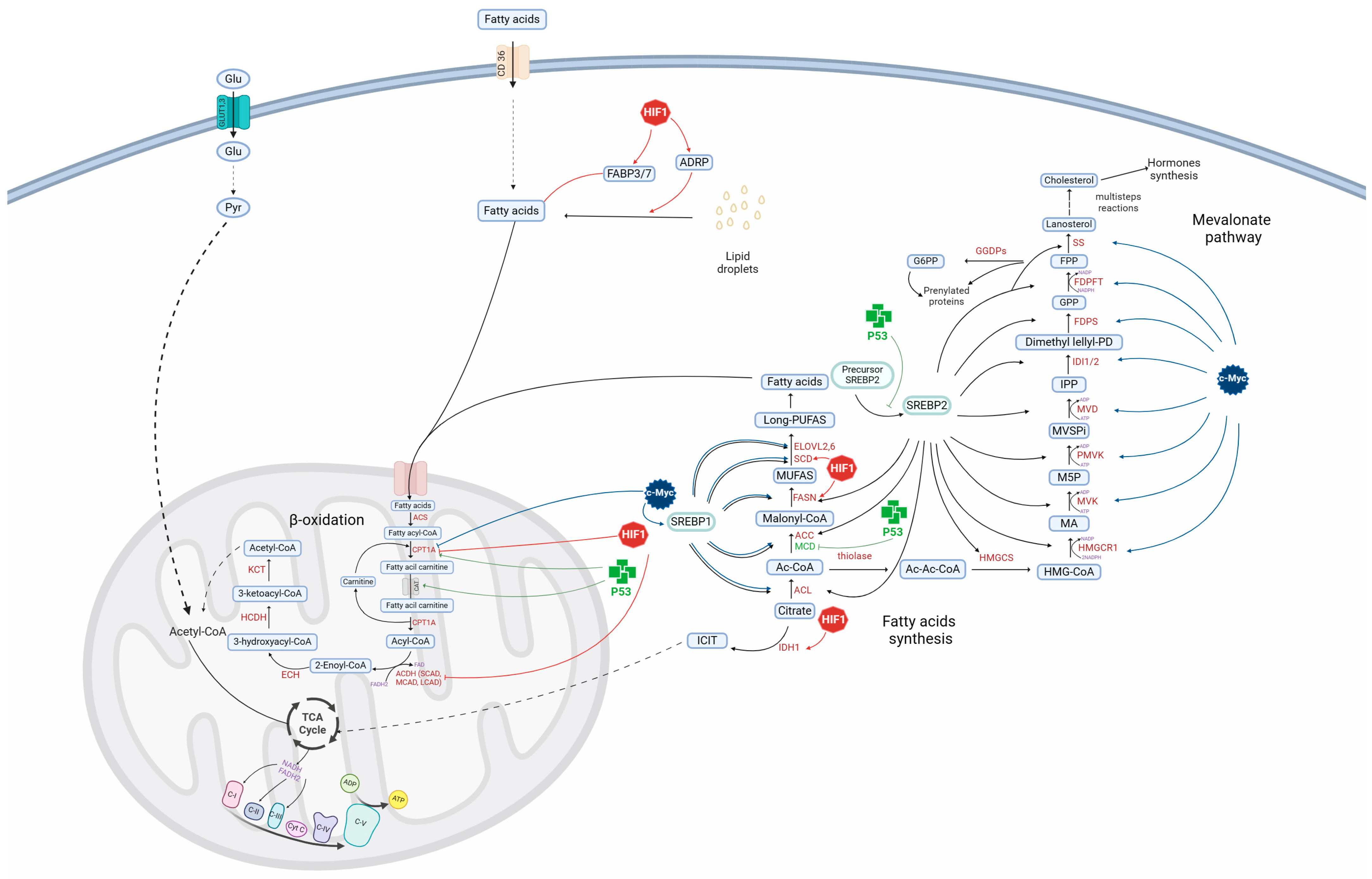 Metabolic Roles of HIF1, c-Myc, and p53 in Glioma Cells