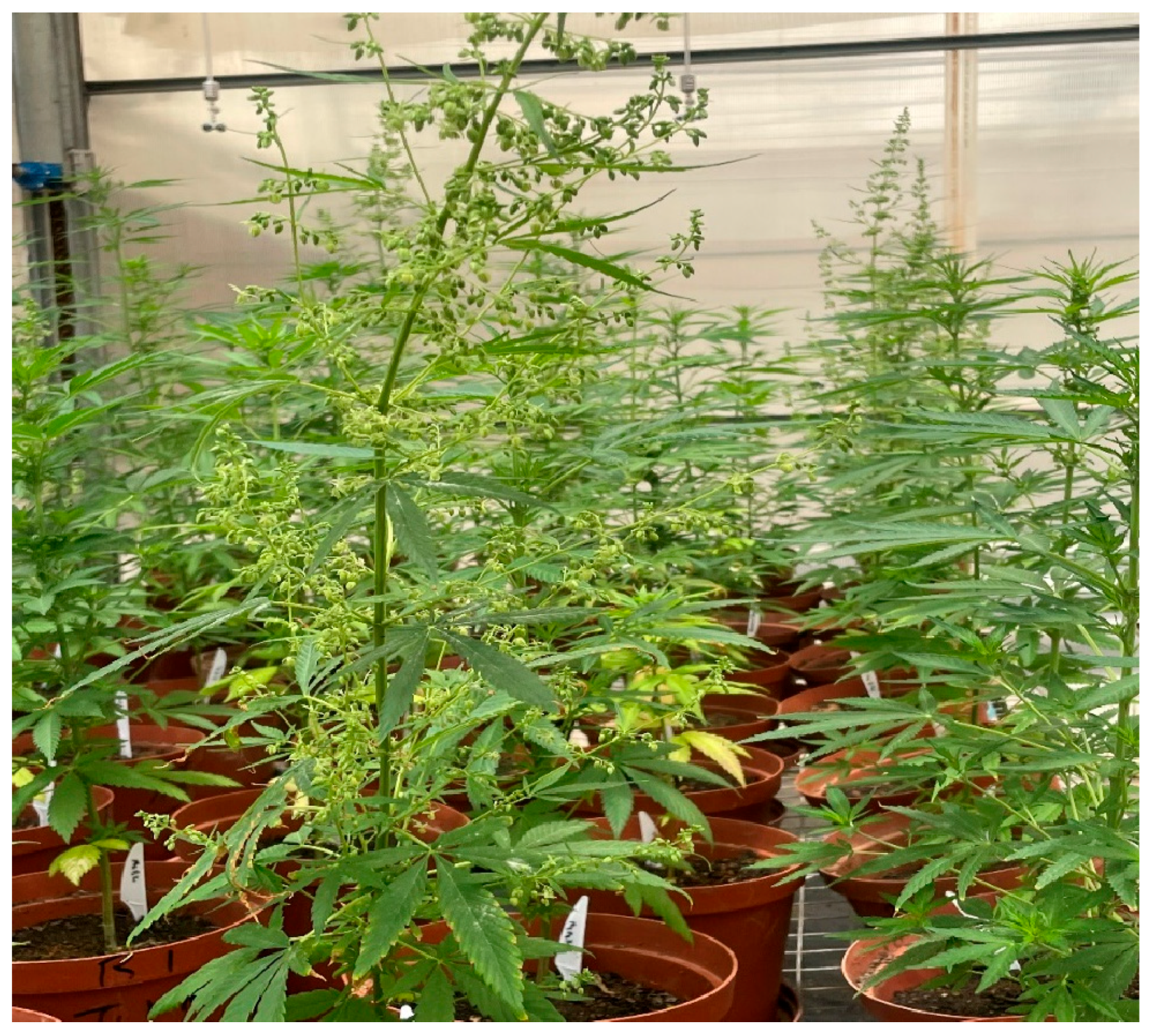 Metabolites 14 00253 g001