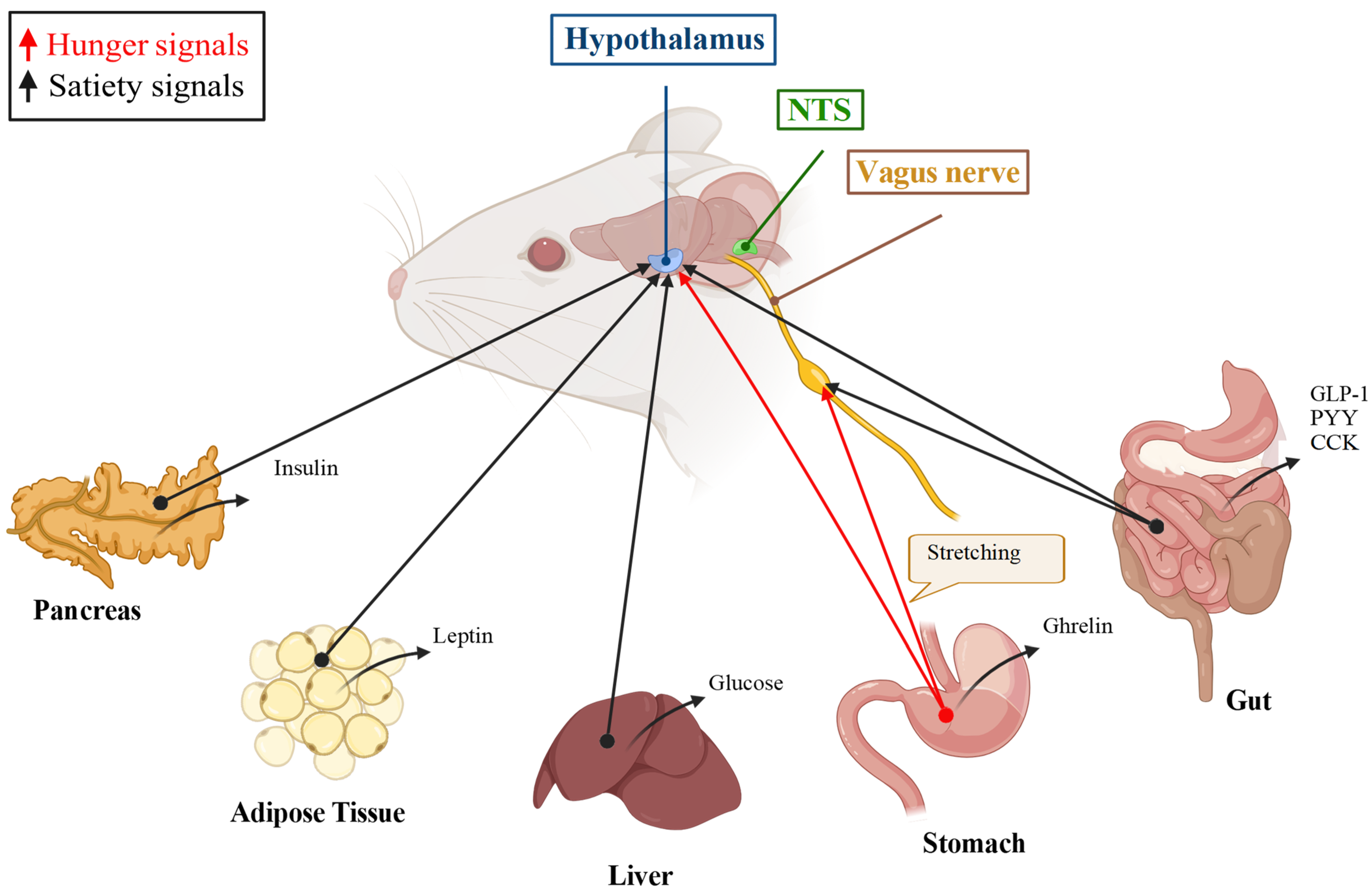 Metabolites 14 00302 g001