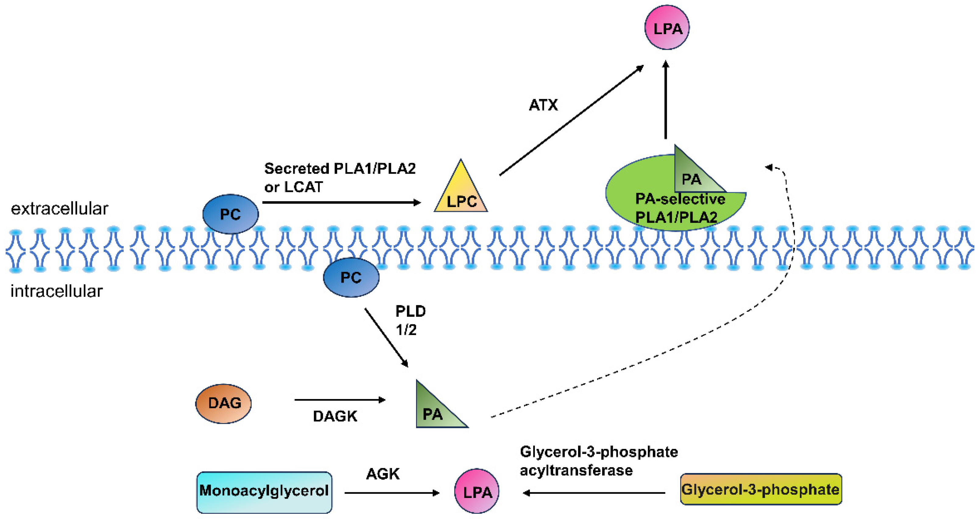Metabolites 14 00317 g001