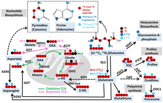 激安商品 Analysis Tracing Isotope Stable in Research Cancer 科学+技術