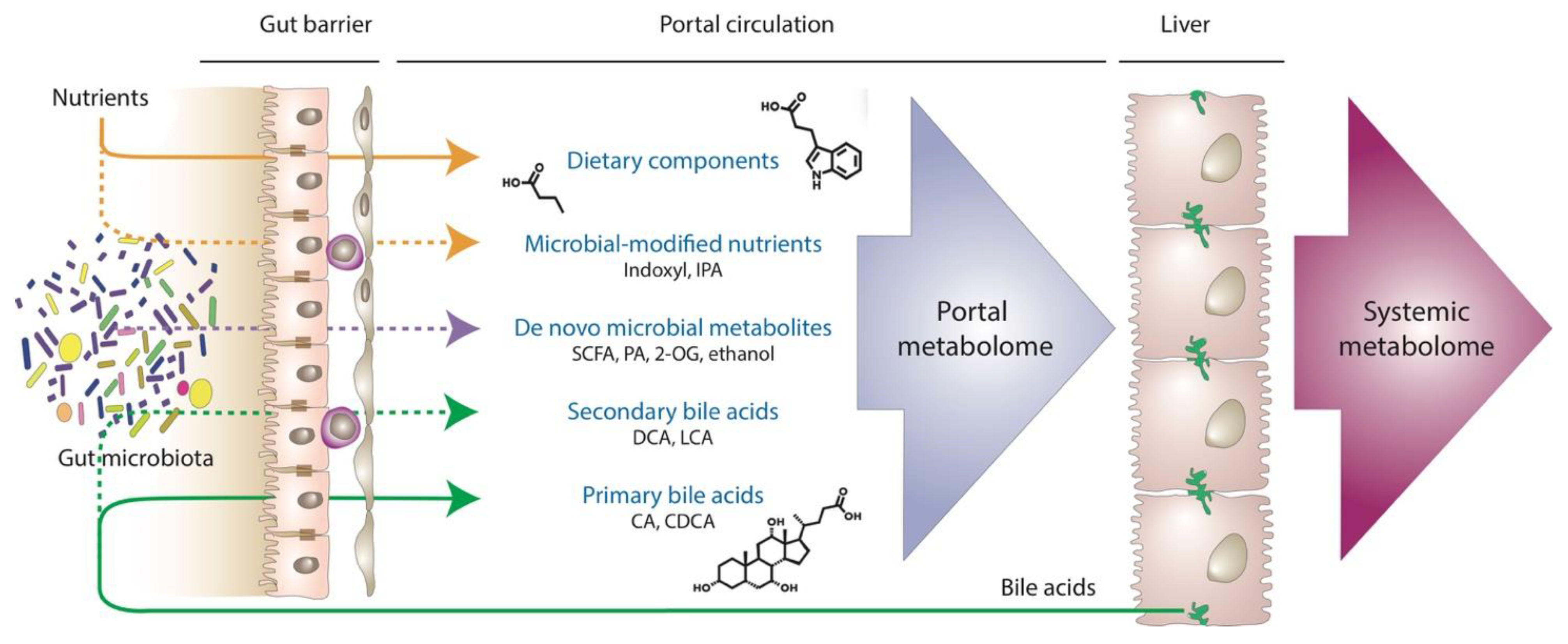 Metabolites 14 00324 g001