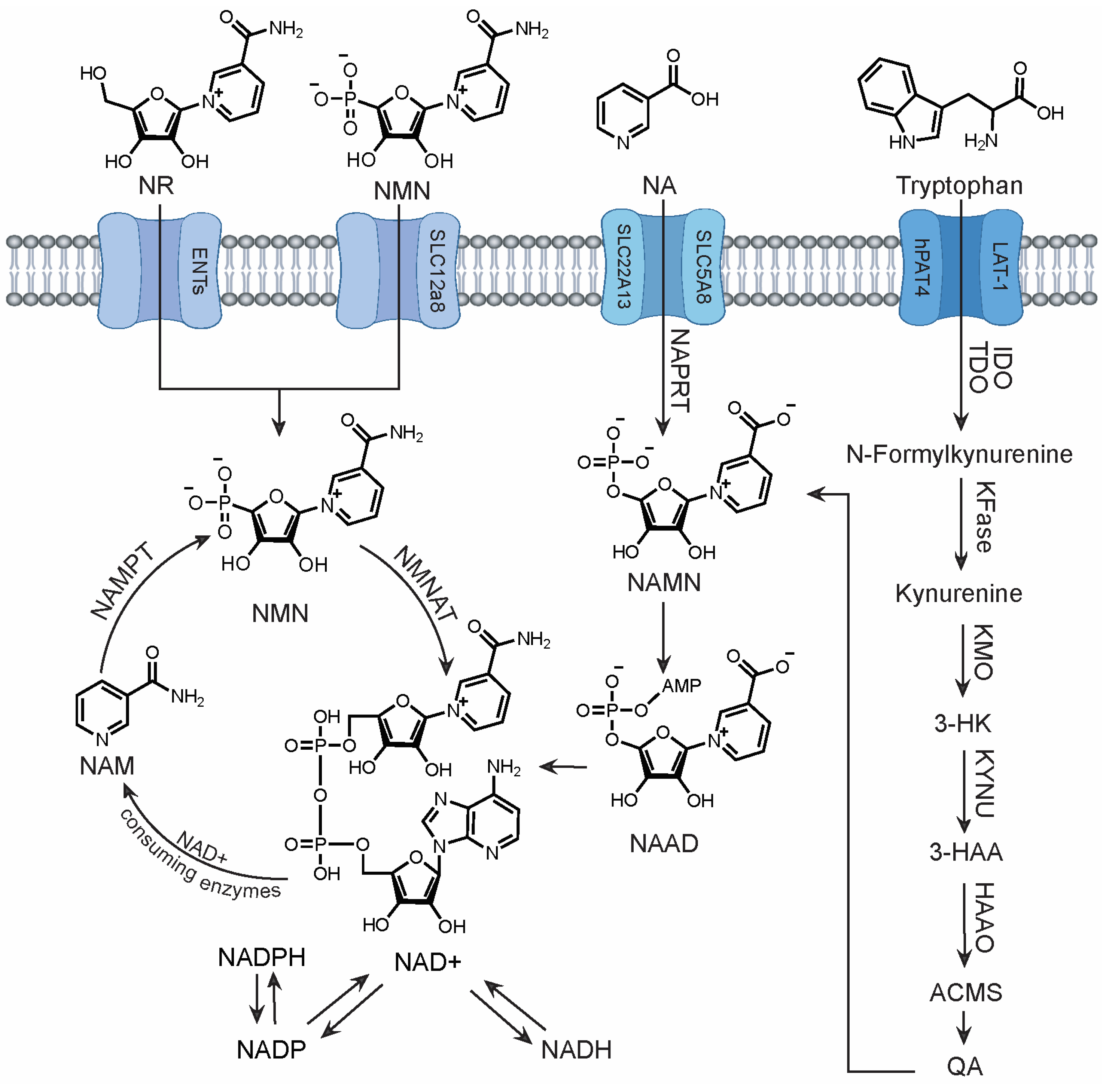 Metabolites 14 00341 g001