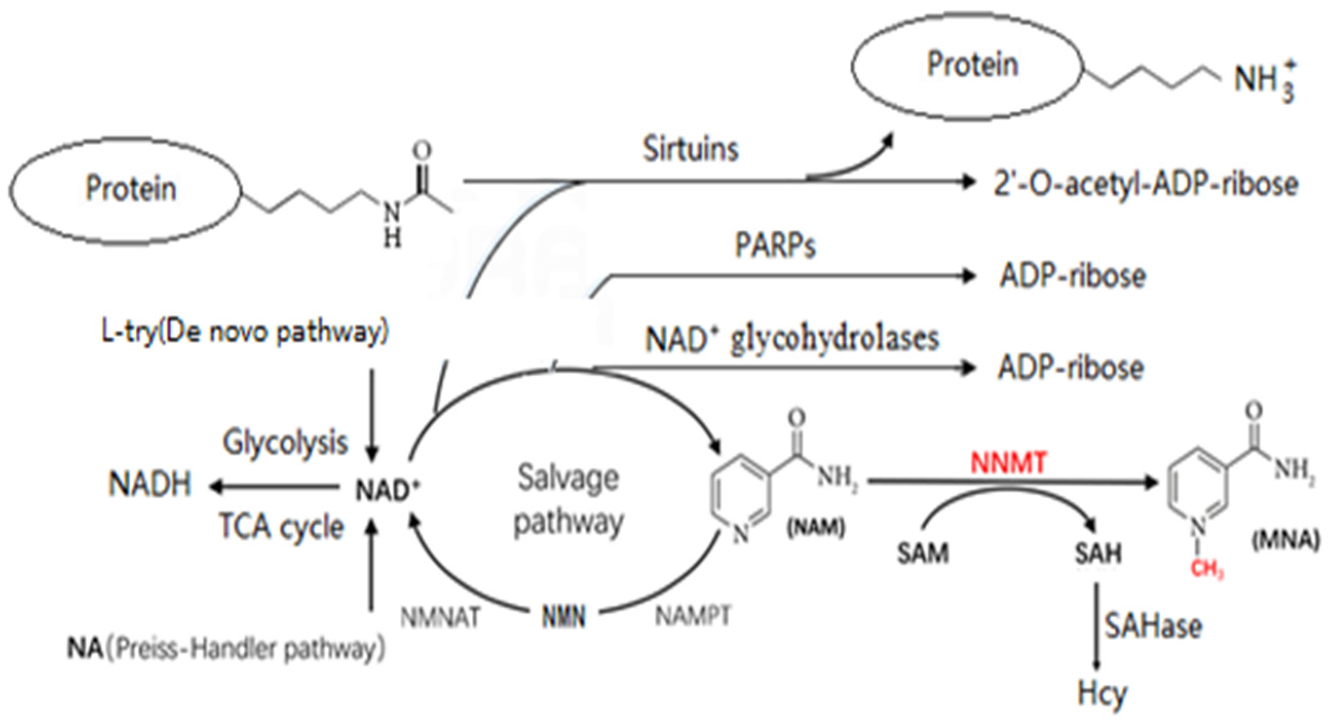 Metabolites 14 00343 g001