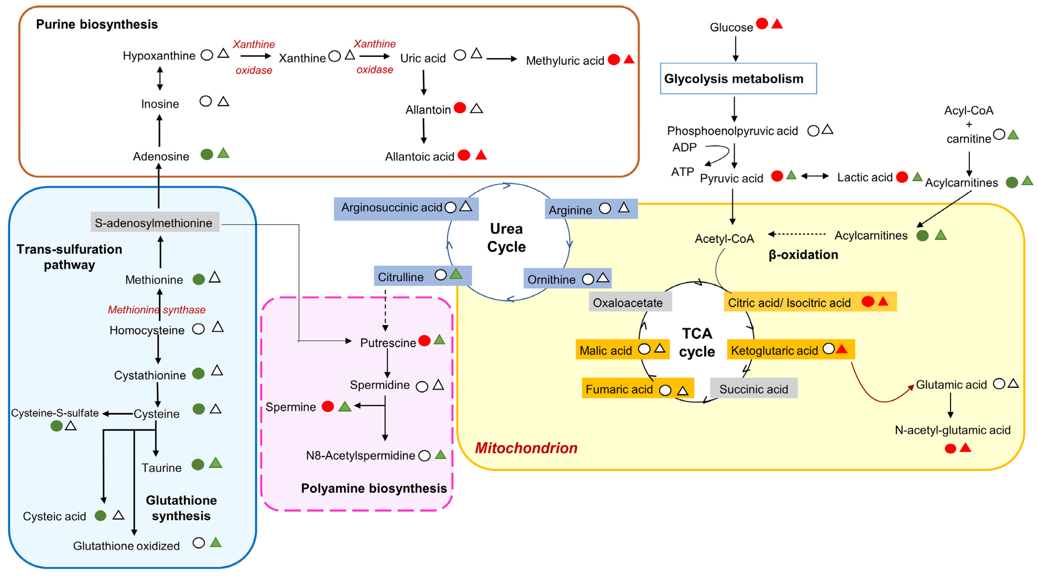Metabolites 14 00349 g003