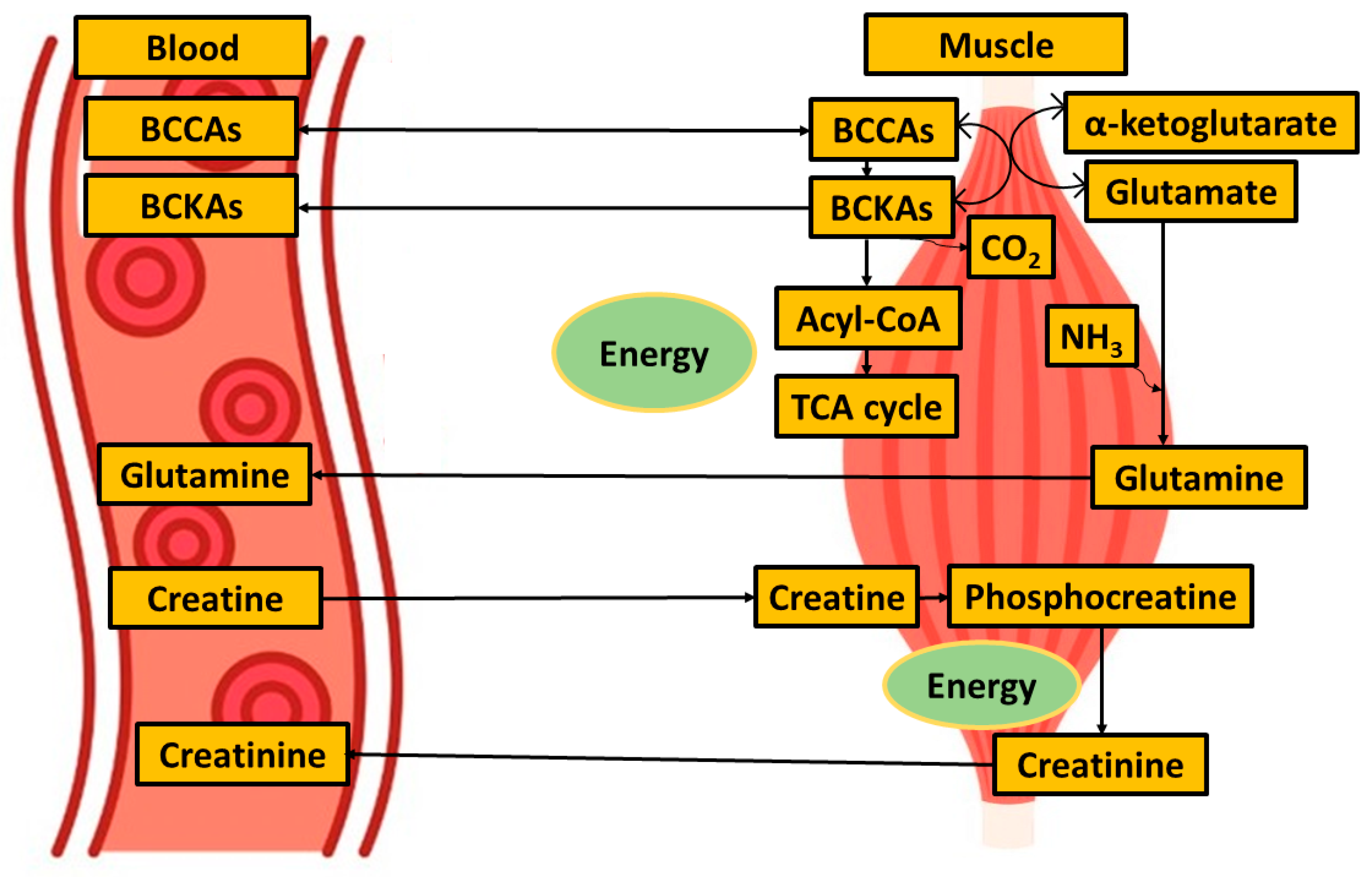 Metabolites 14 00356 g006