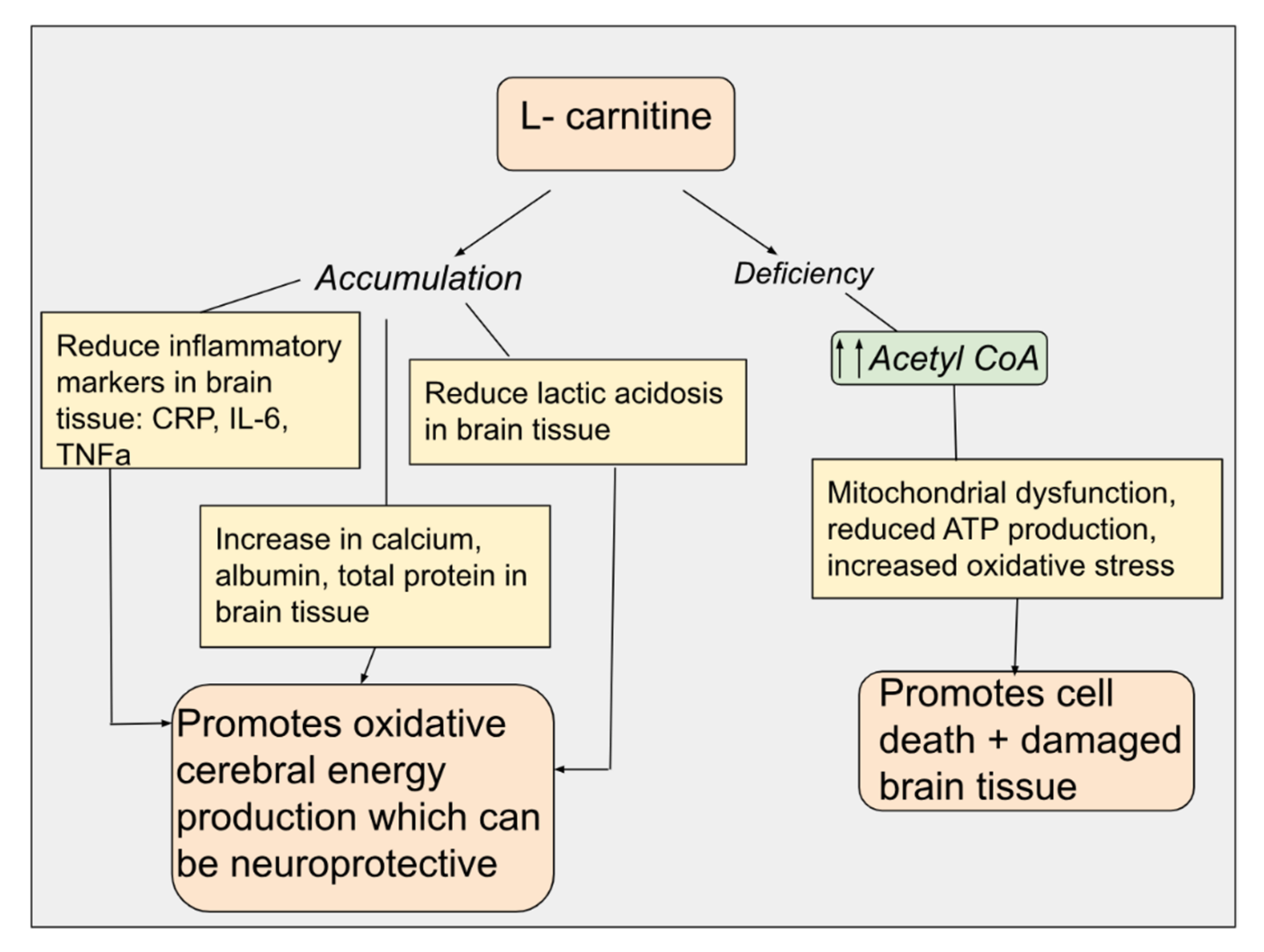 L-Carnitine