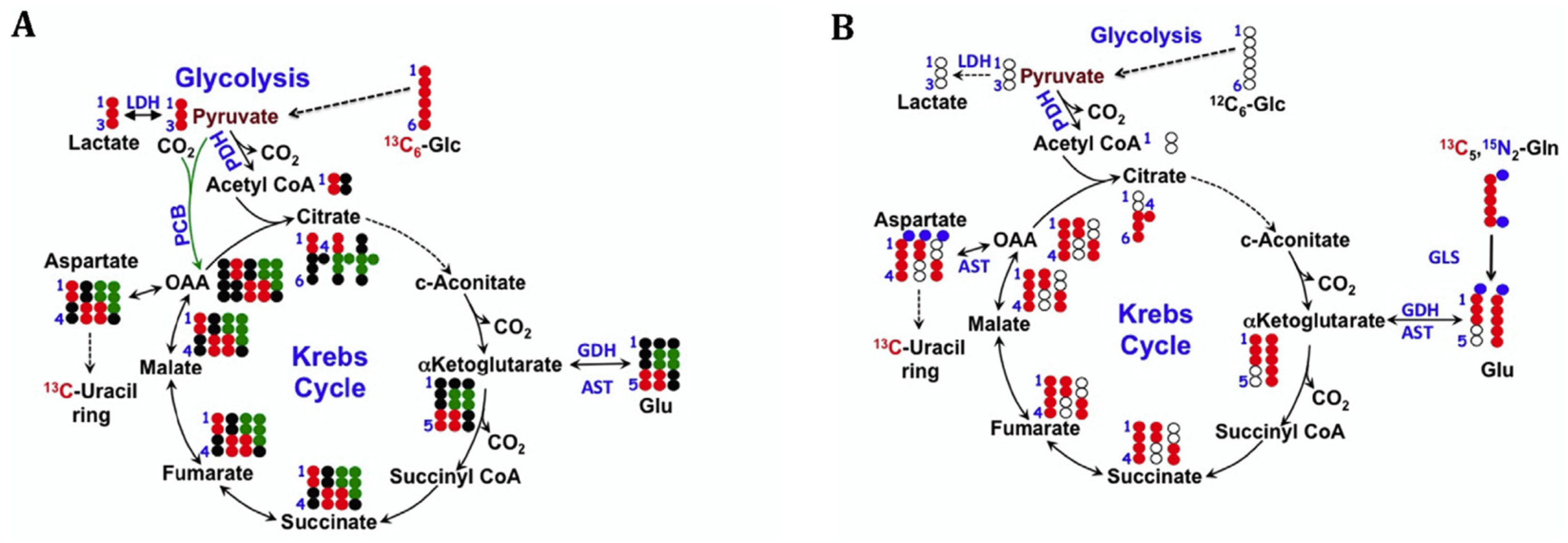 Metabolites 14 00383 g002