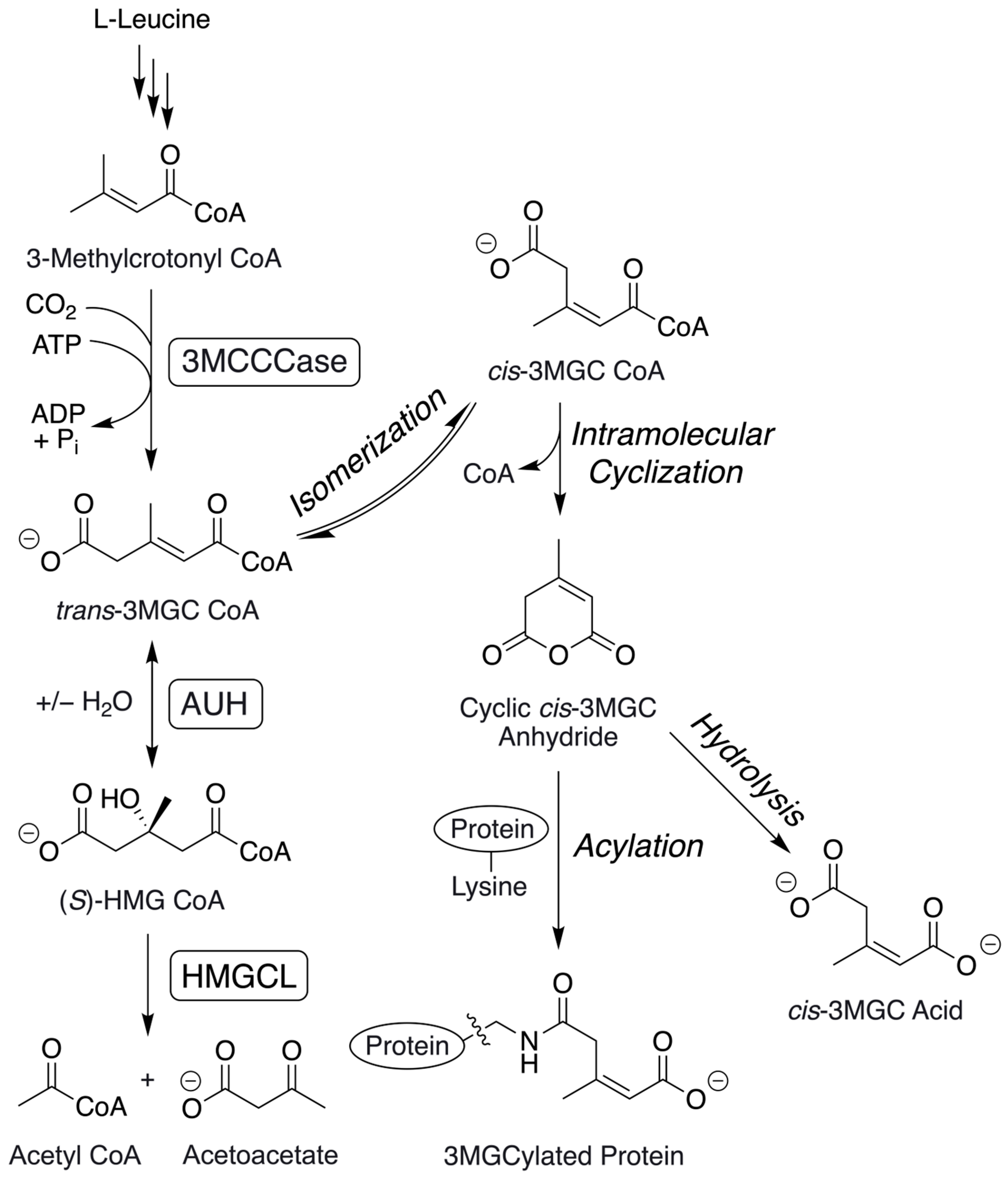 Metabolites 14 00421 g001