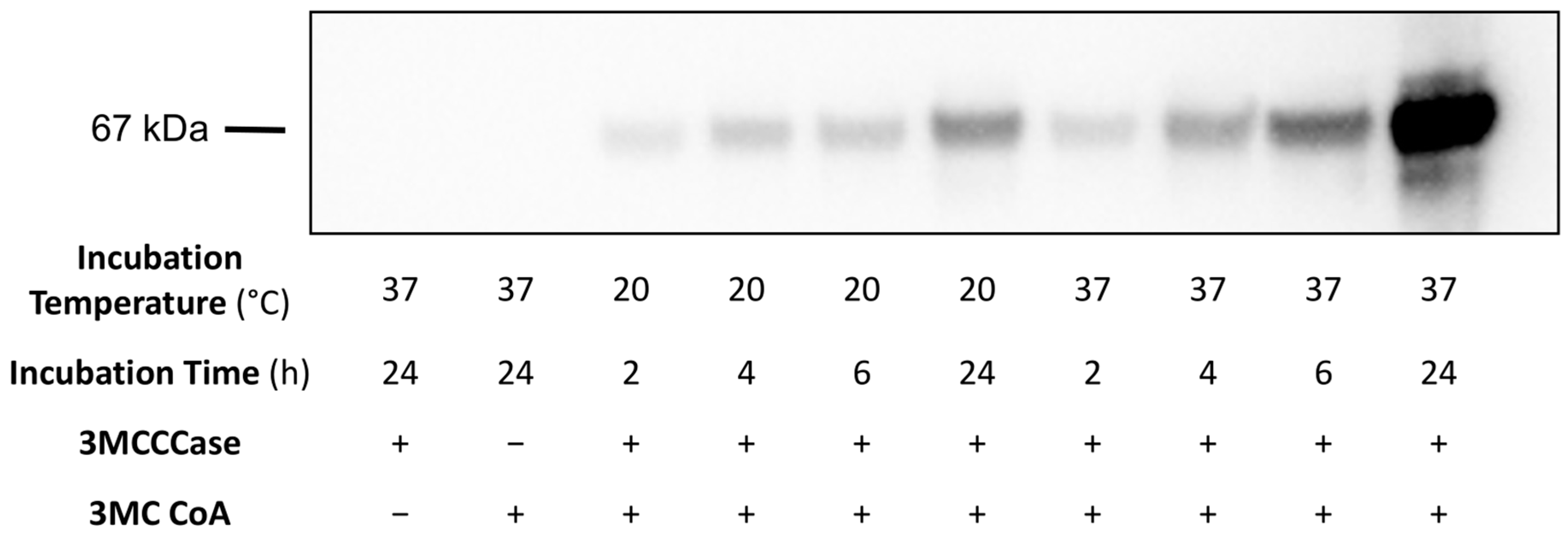 Metabolites 14 00421 g003