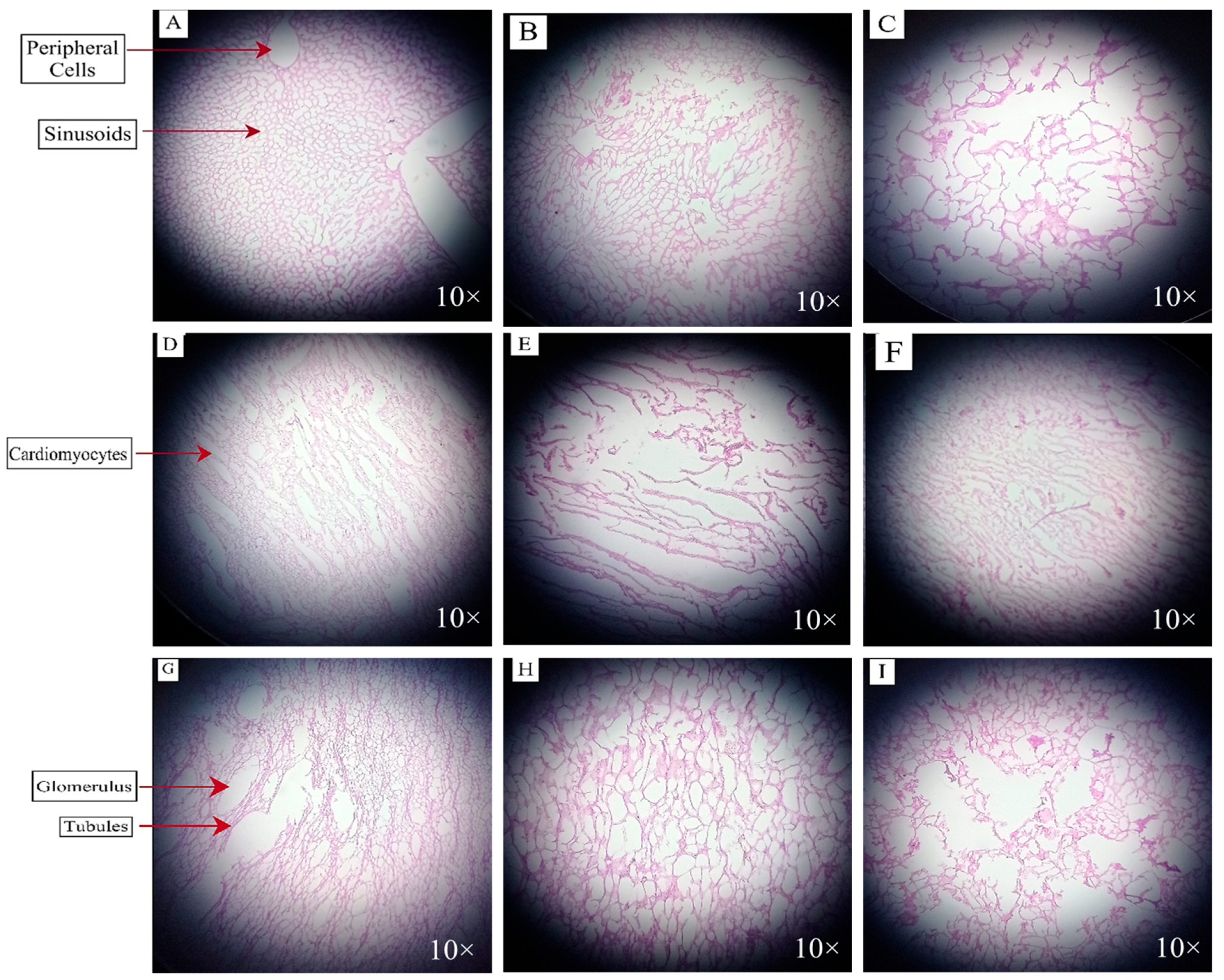 Metabolites 14 00442 g006