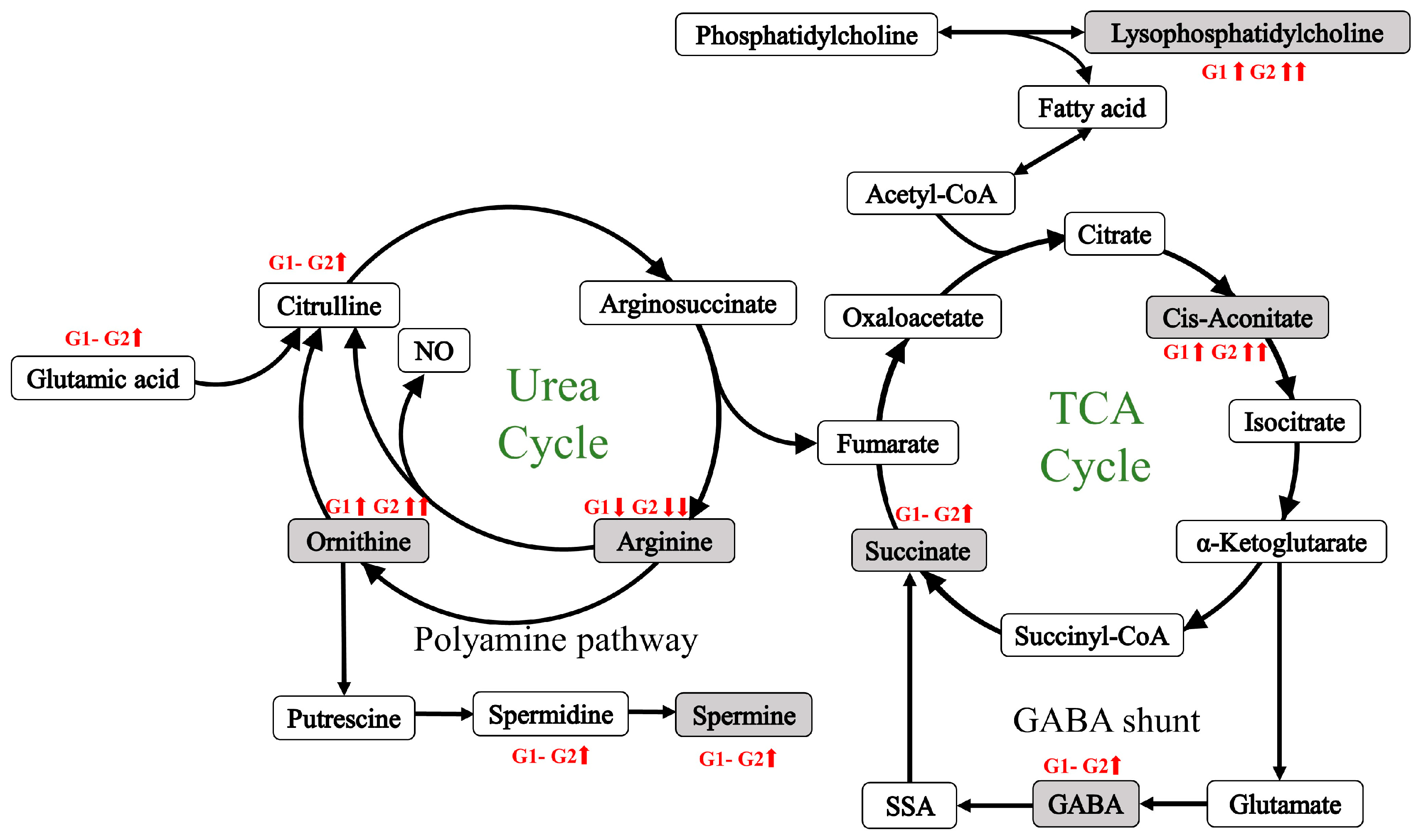 Metabolites 14 00480 g004 Metabolites 14 00480 g004