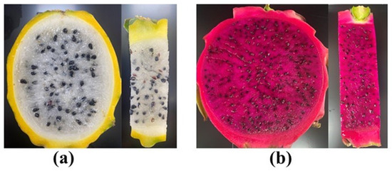 新到着 Selenicereus undatus for Phytochemicals Fruit) (Dragon OSICA(オシカ)