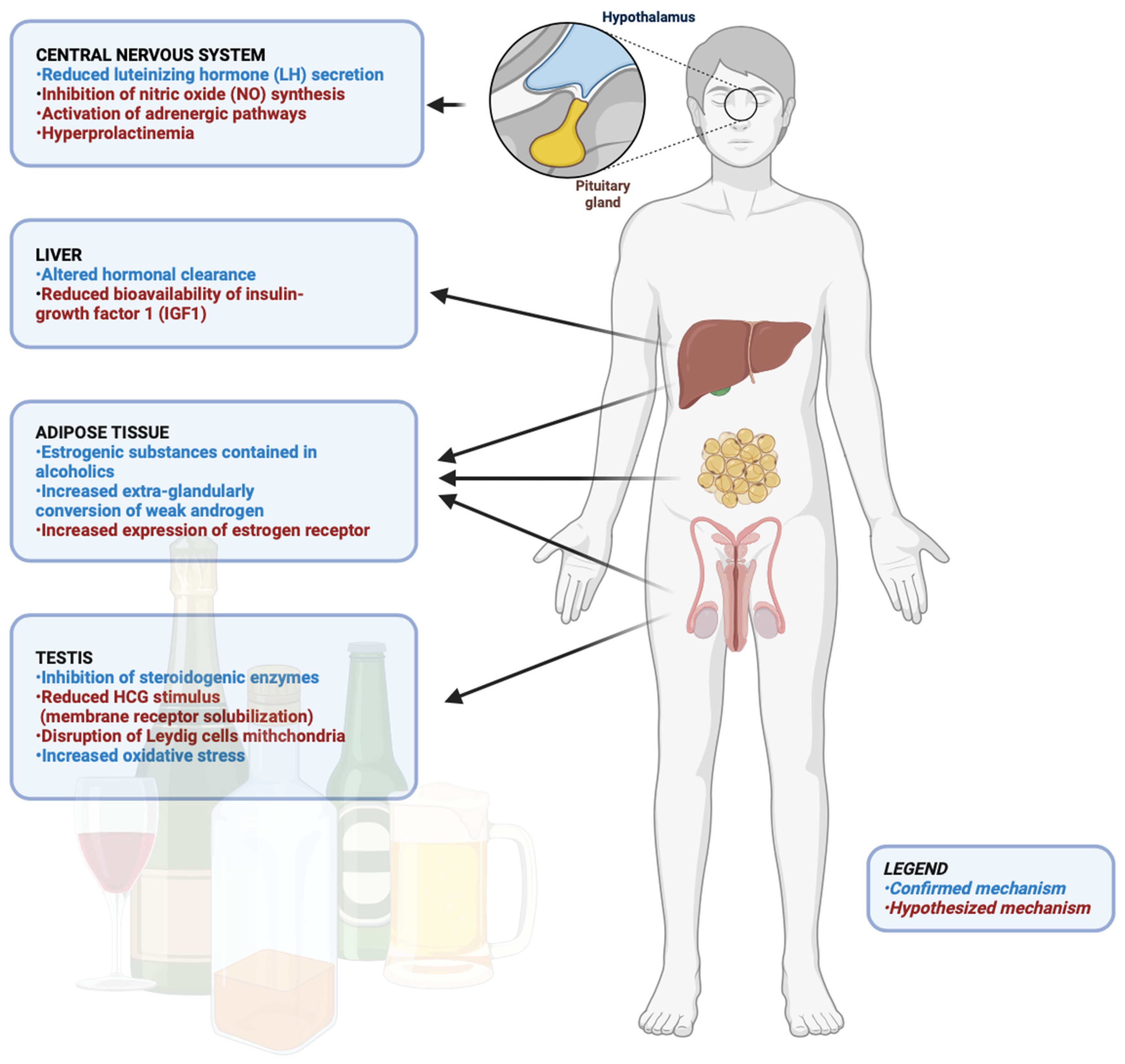 Understanding the Role of Alcohol in Metabolic Dysfunction and 
