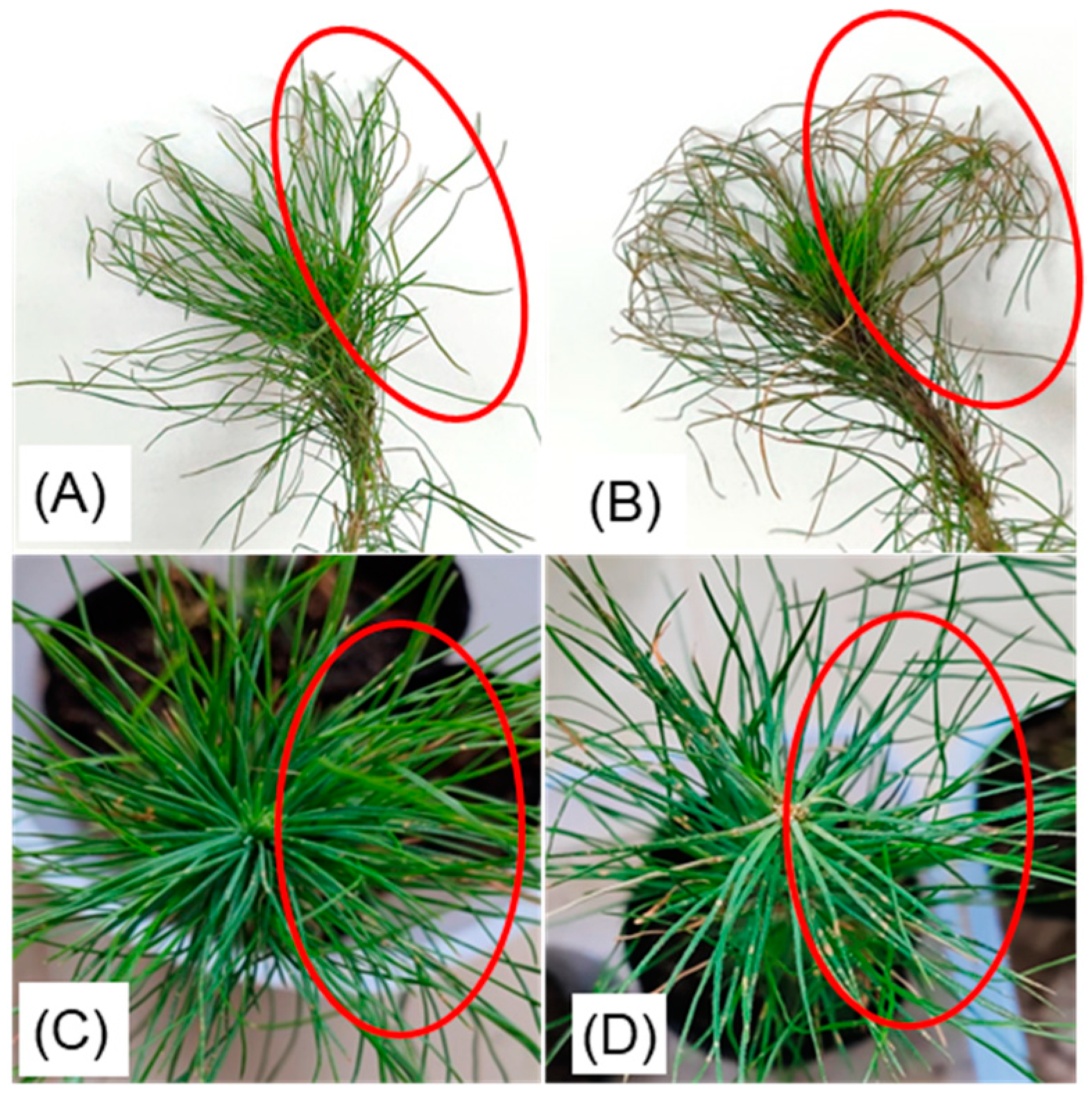 Metabolites 14 00646 g001