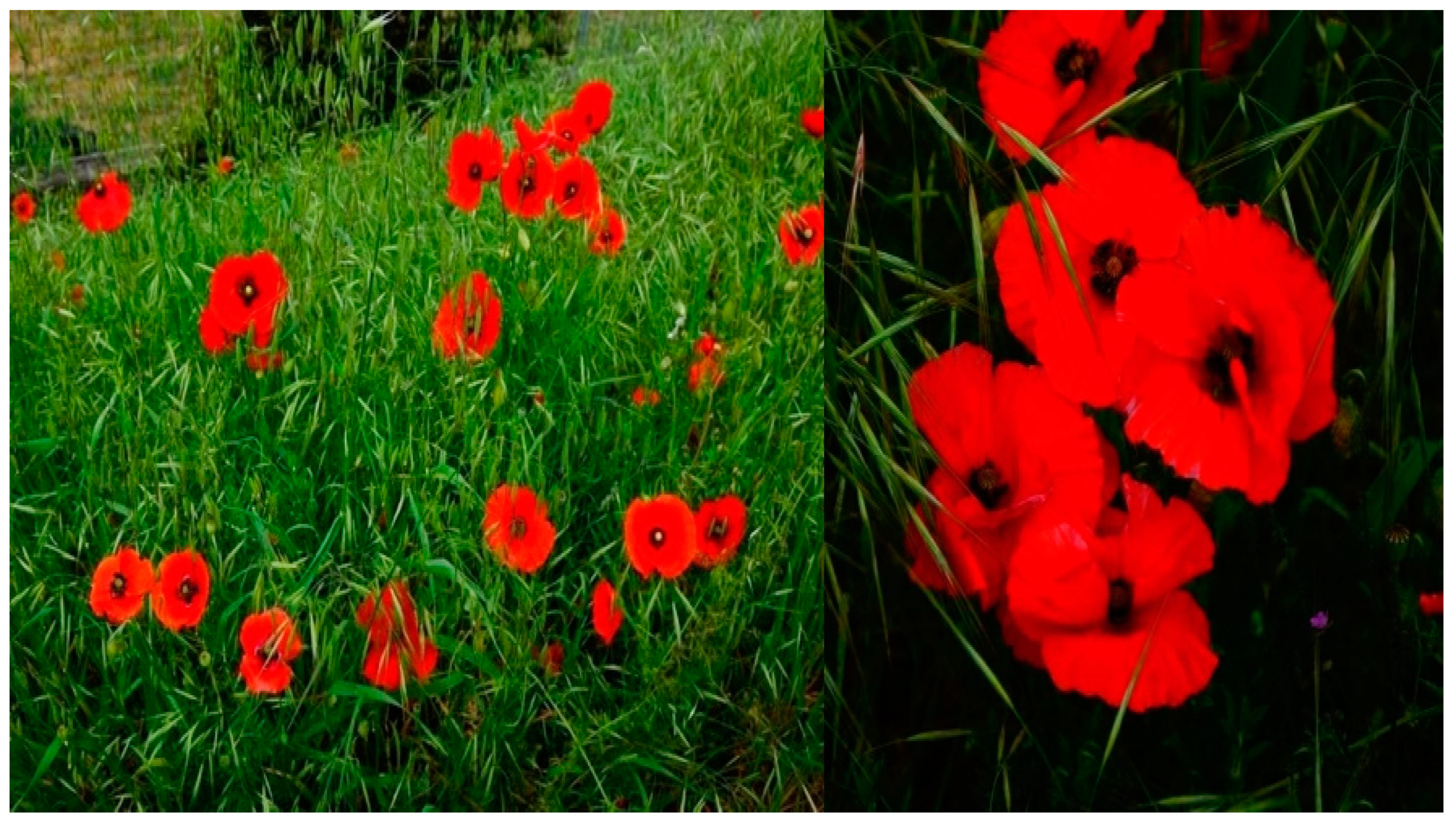 Metabolites 14 00664 g001