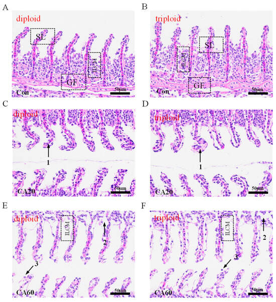 専用1 ファッション/多用途/D型ピンバックル/女性用ベルト/ジーンズ