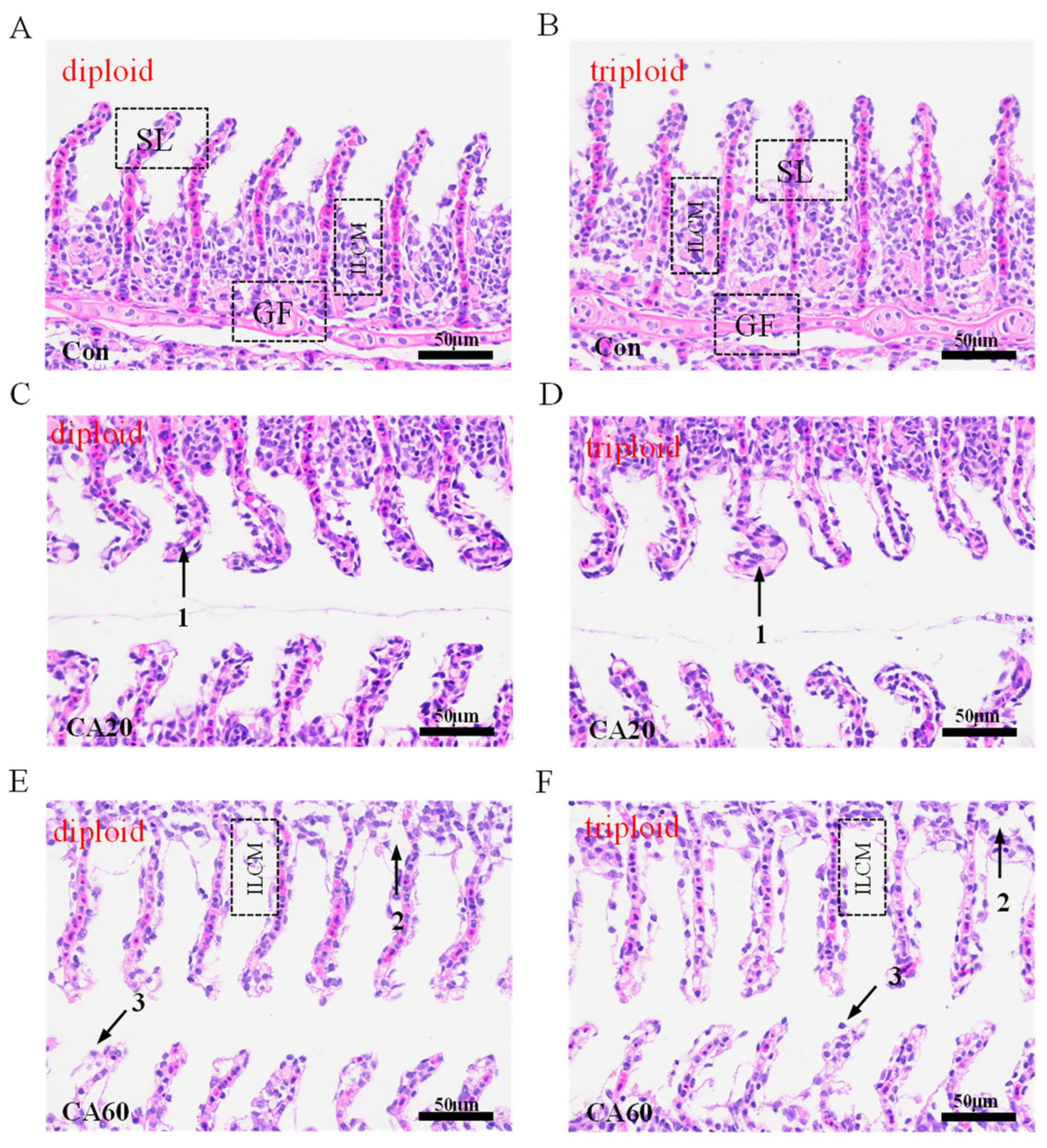 Exploring Disparities in Gill Physiological Responses to