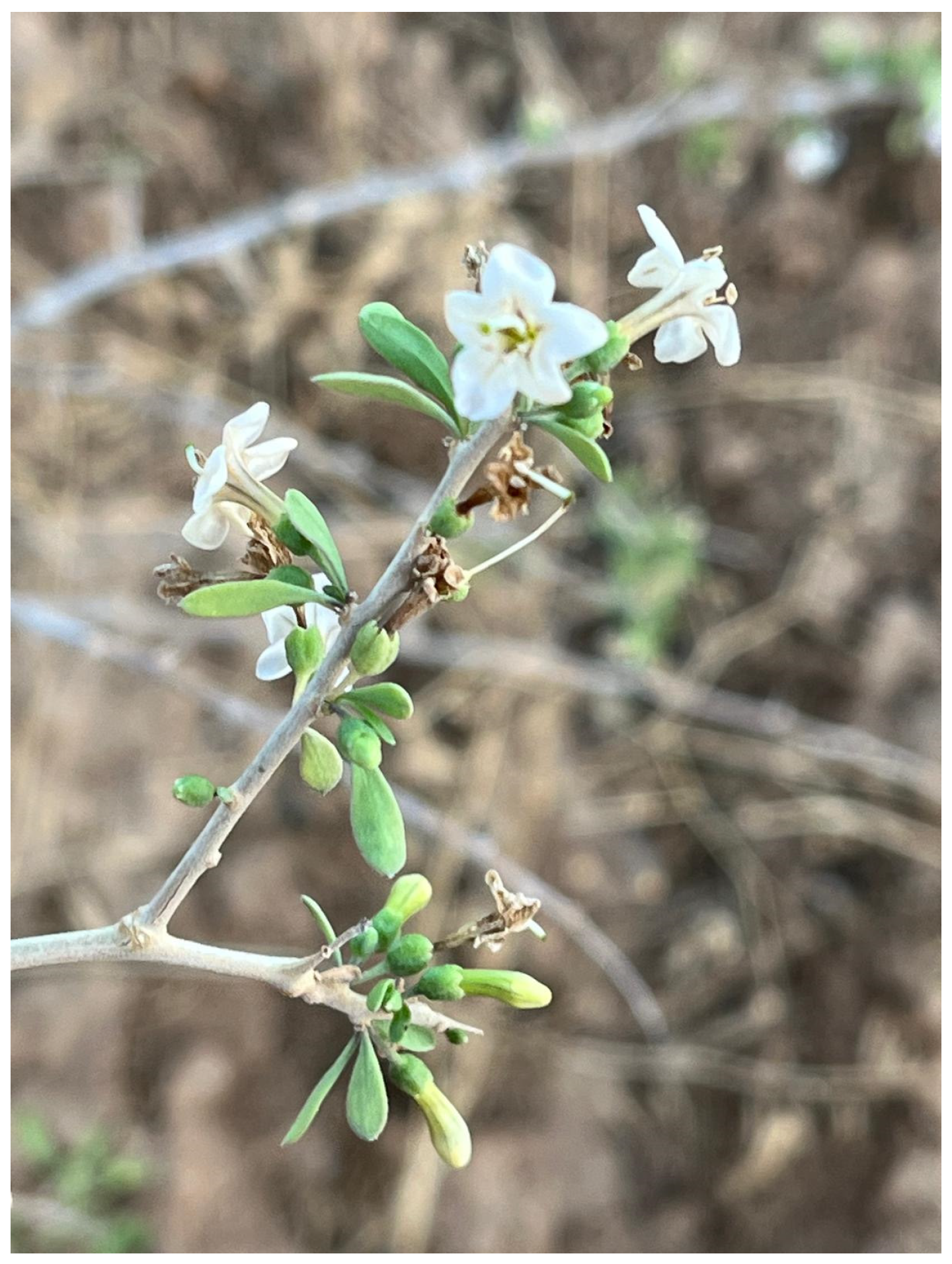 Metabolites 15 00084 g001