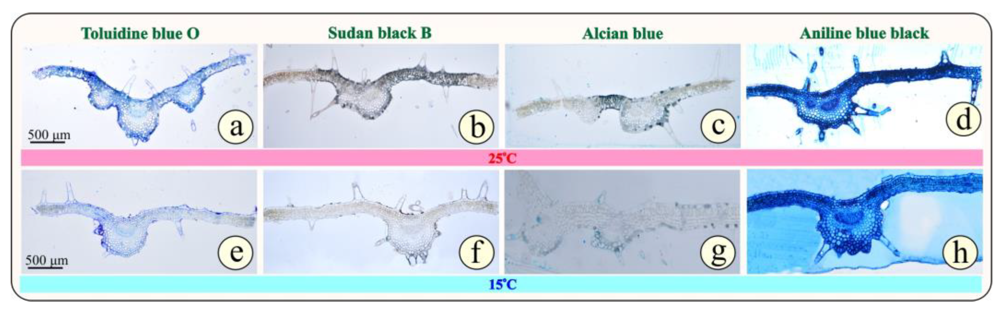 Metabolites 15 00103 g004 Metabolites 15 00103 g004